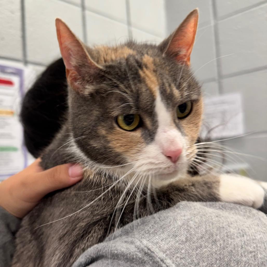 Moo (Chow Hound GH), Adoptable, Adult Female Domestic Short Hair.