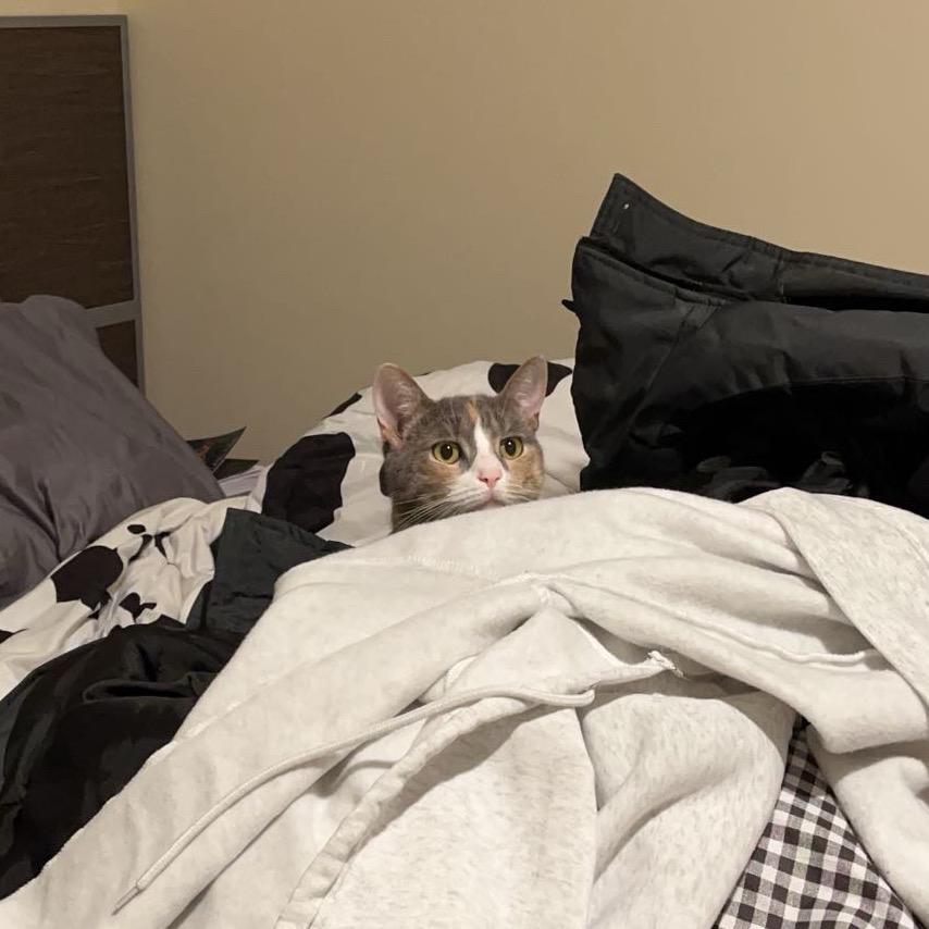 Enlarge Moo (Chow Hound GH), a Adoptable Domestic Short Hair in West Olive, MI image 2/6