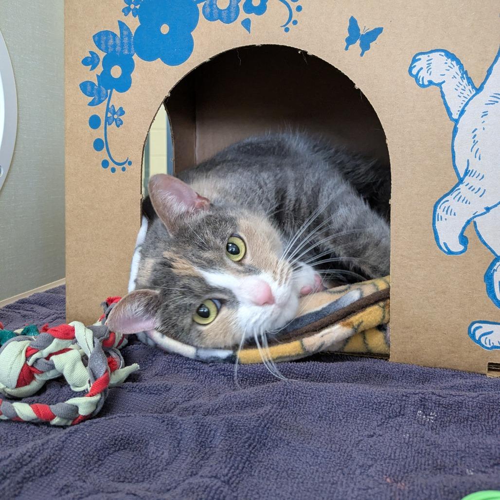 Enlarge Moo (Chow Hound GH), a Adoptable Domestic Short Hair in West Olive, MI image 3/6