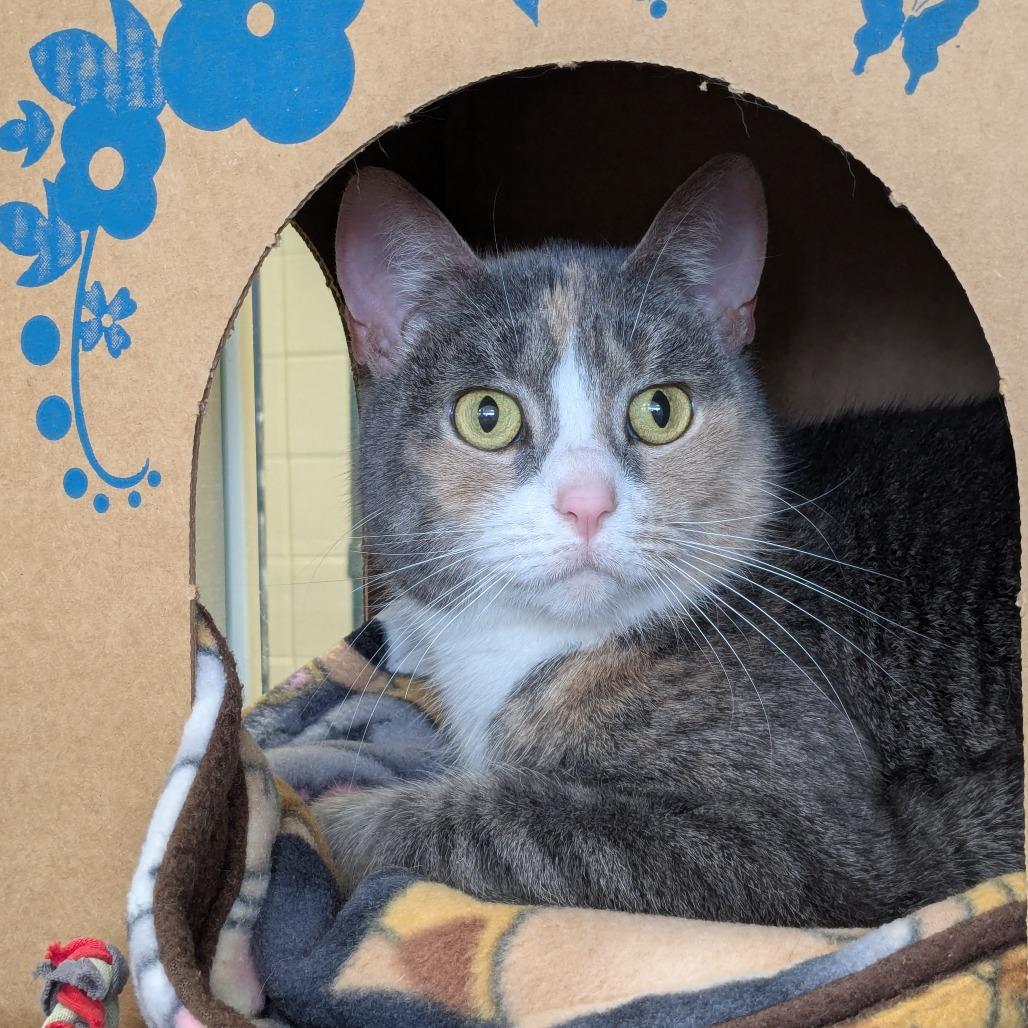 Enlarge Moo (Chow Hound GH), a Adoptable Domestic Short Hair in West Olive, MI image 4/6