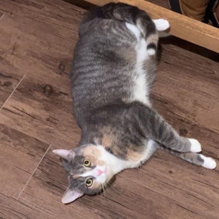 Enlarge Moo (Chow Hound GH), a Adoptable Domestic Short Hair in West Olive, MI image 5/6