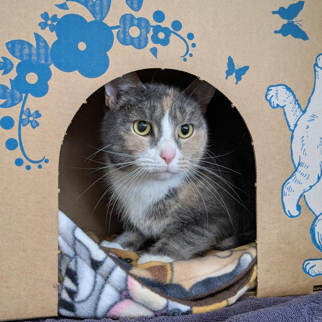 Enlarge Moo (Chow Hound GH), a Adoptable Domestic Short Hair in West Olive, MI image 6/6