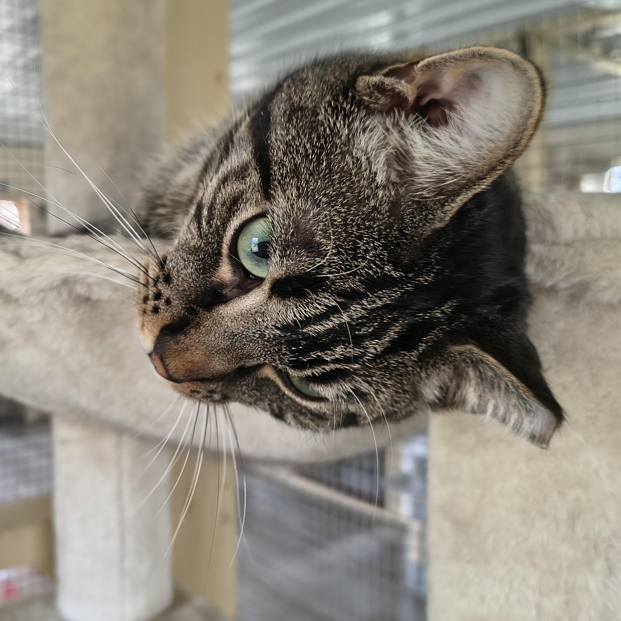 Lee, a Adoptable Domestic Short Hair in Cincinnati, OH image 4/5