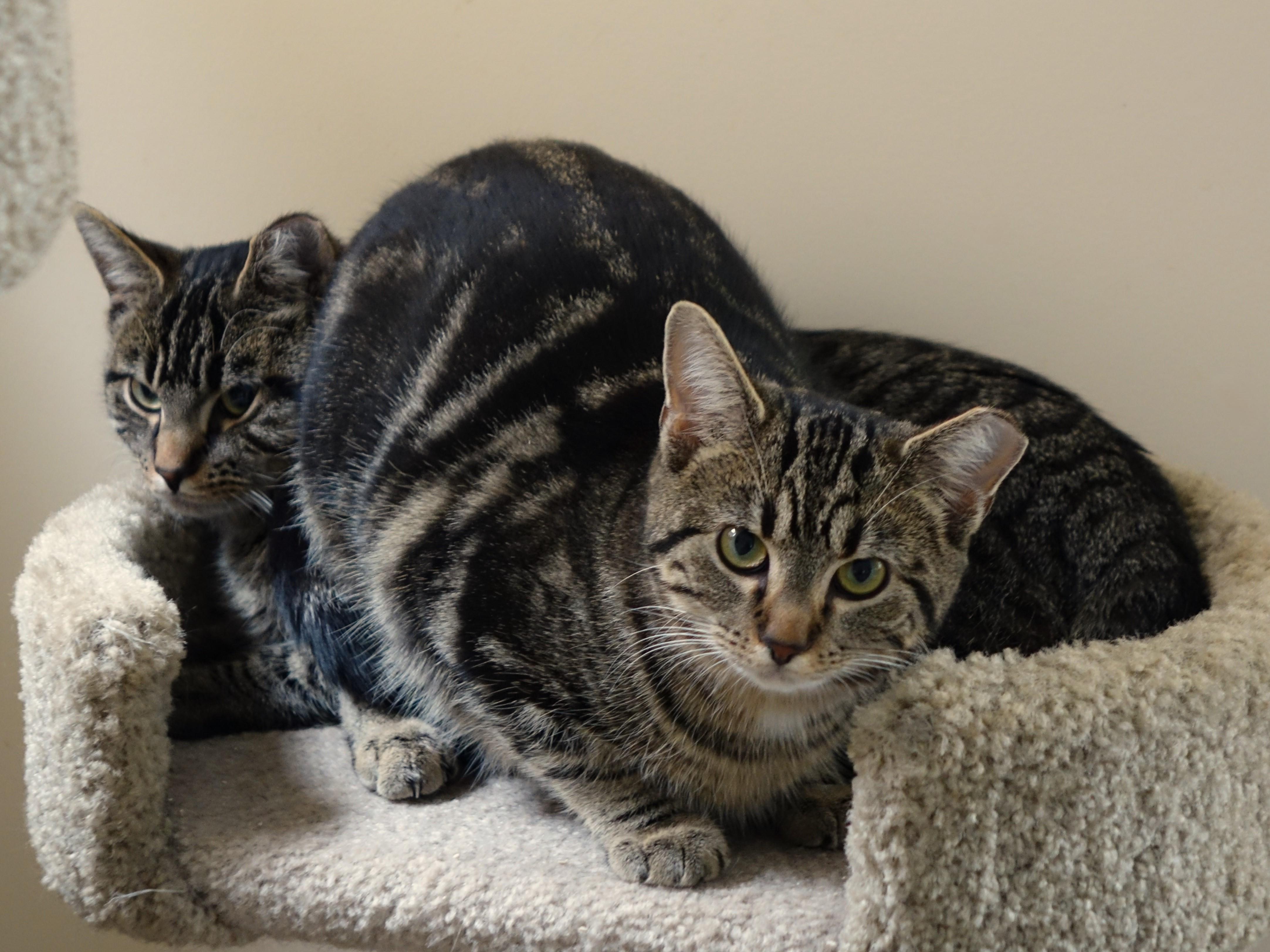 Lee, a Adoptable Domestic Short Hair in Cincinnati, OH image 6/6