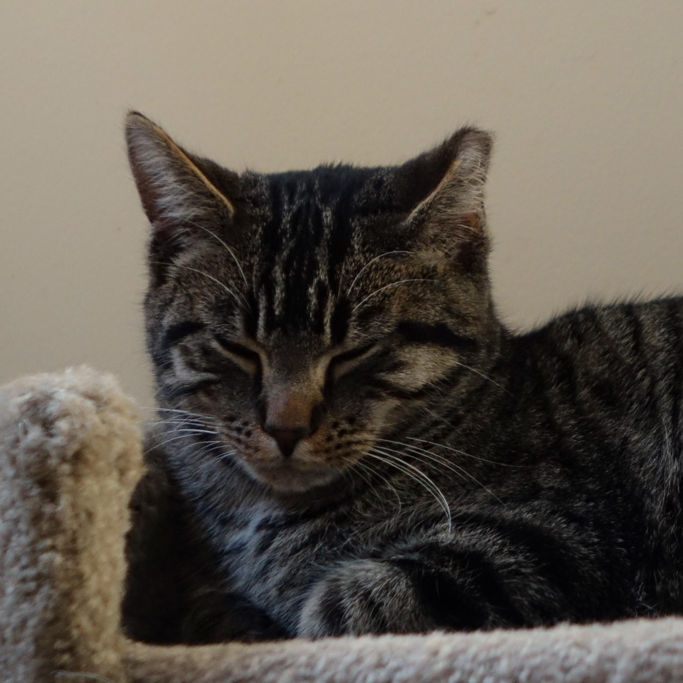 Lee, a Adoptable Domestic Short Hair in Cincinnati, OH image 1/6