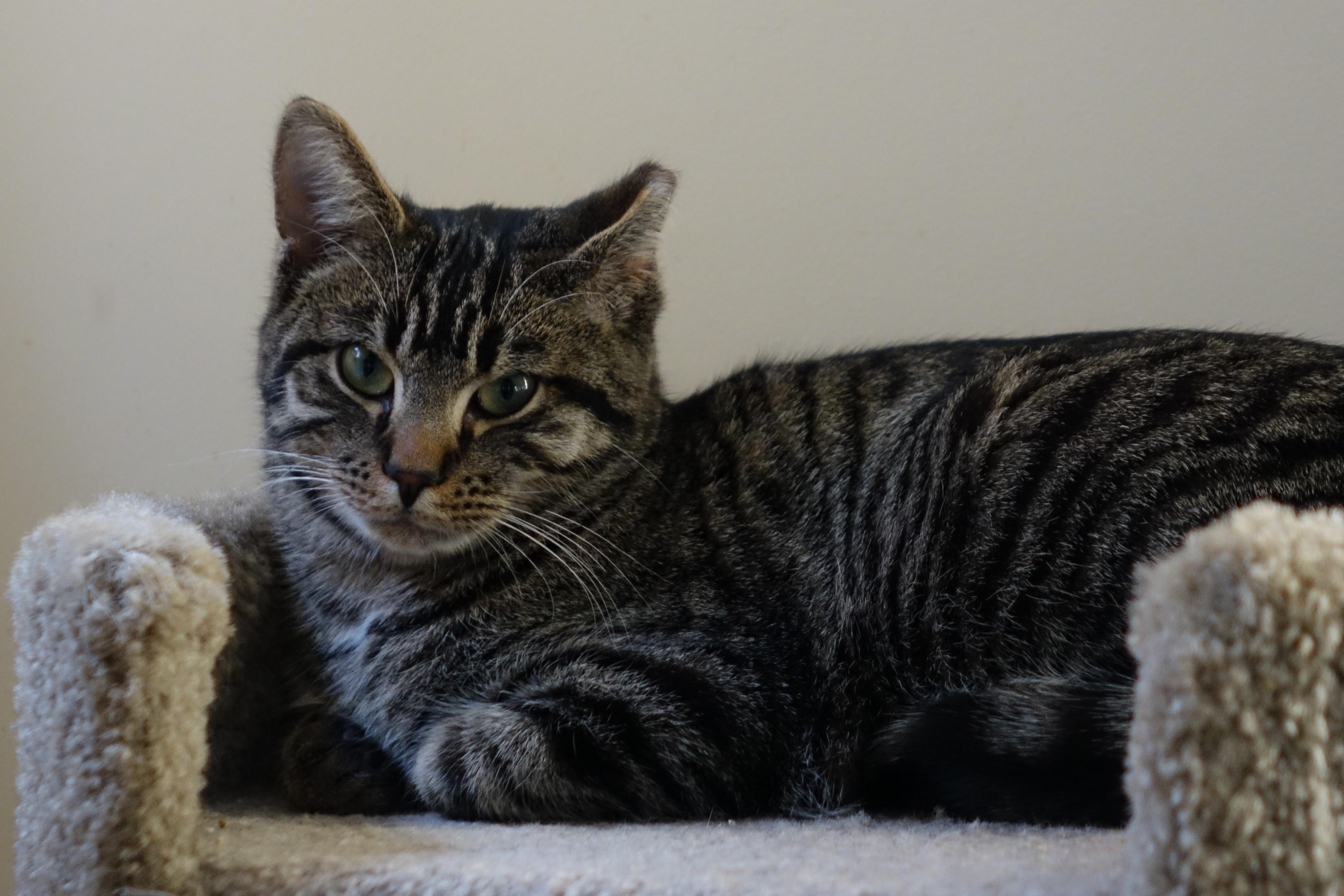 Lee, a Adoptable Domestic Short Hair in Cincinnati, OH image 3/6