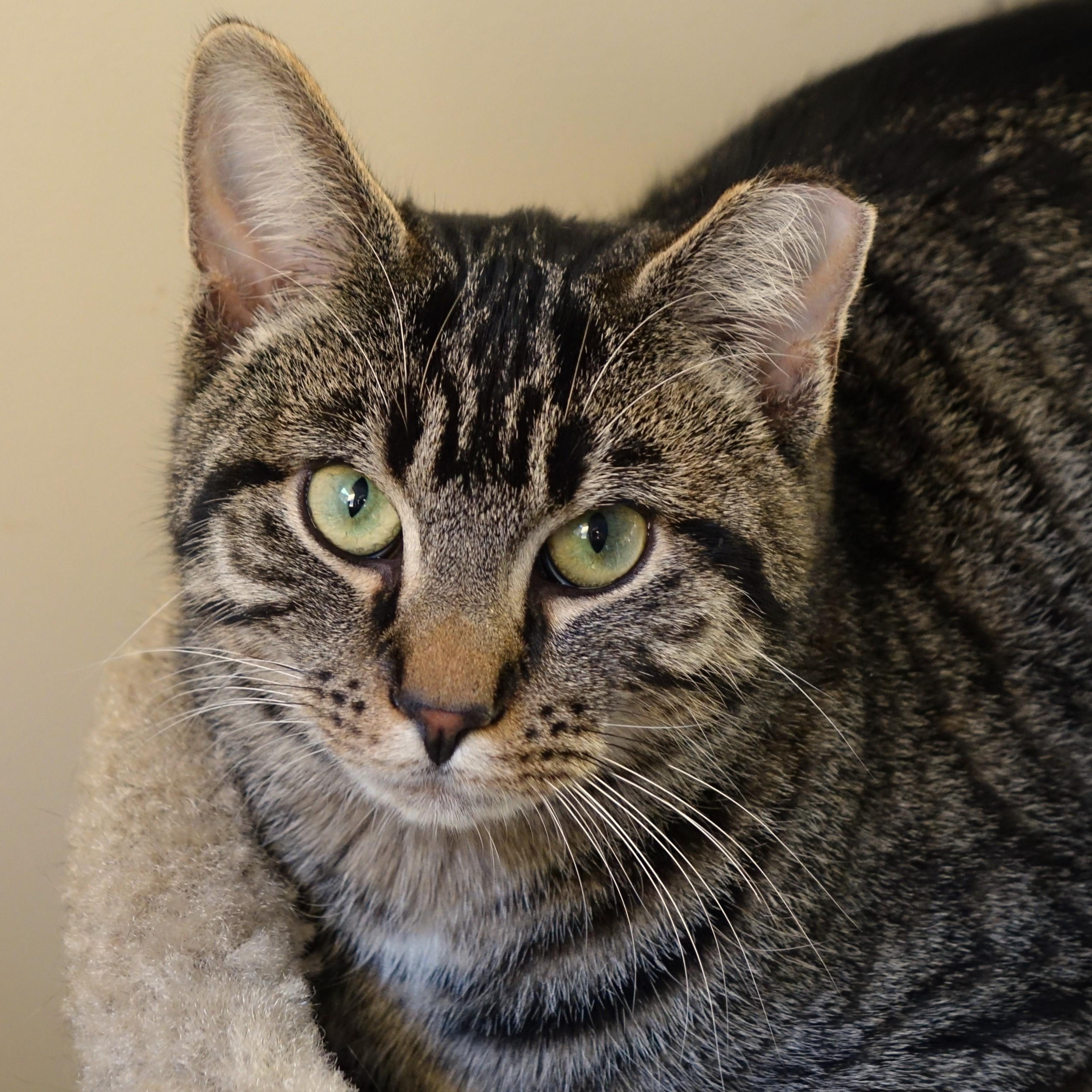 Lee, a Adoptable Domestic Short Hair in Cincinnati, OH image 2/6