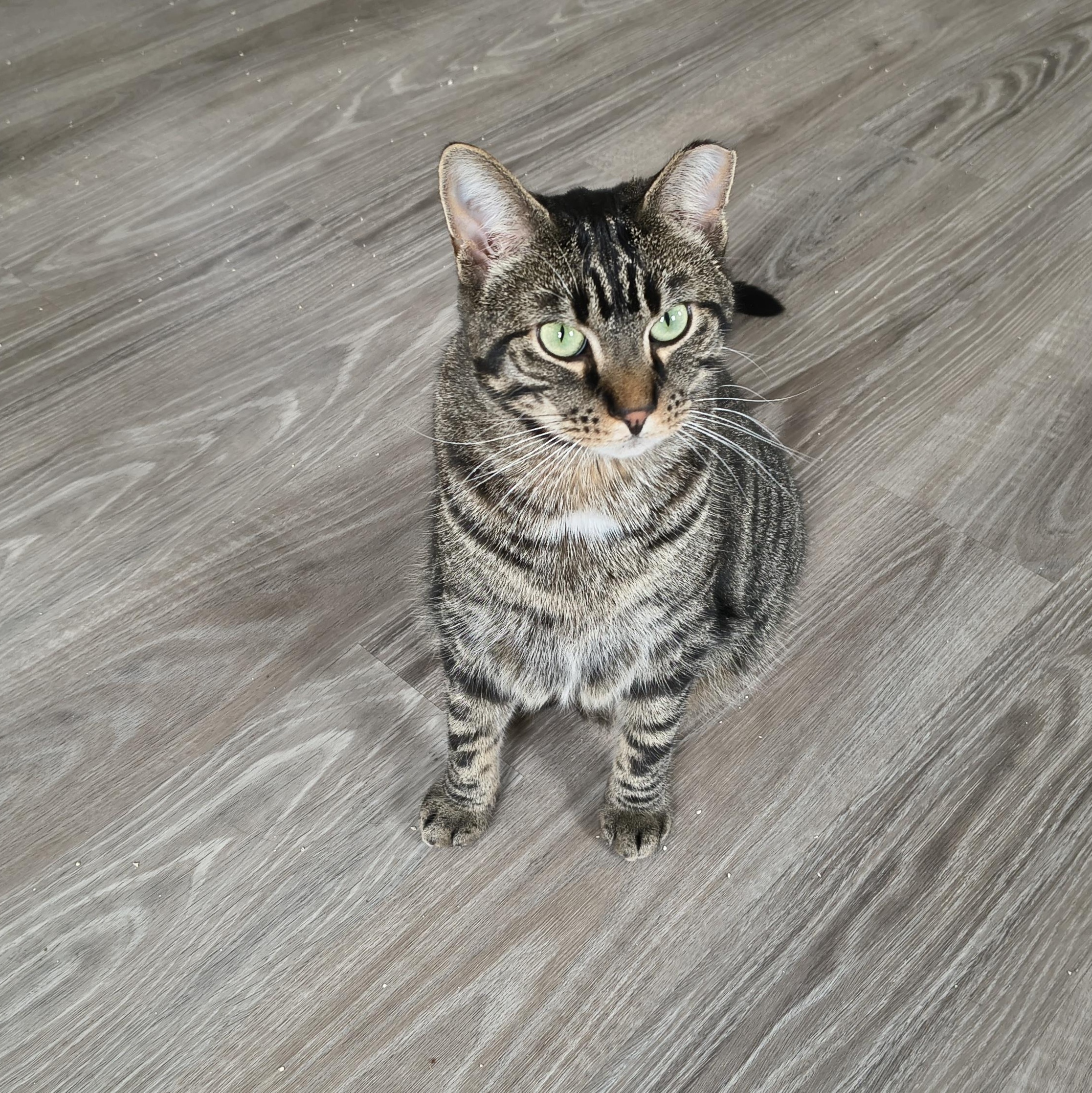 Lee, a Adoptable Domestic Short Hair in Cincinnati, OH image 1/5