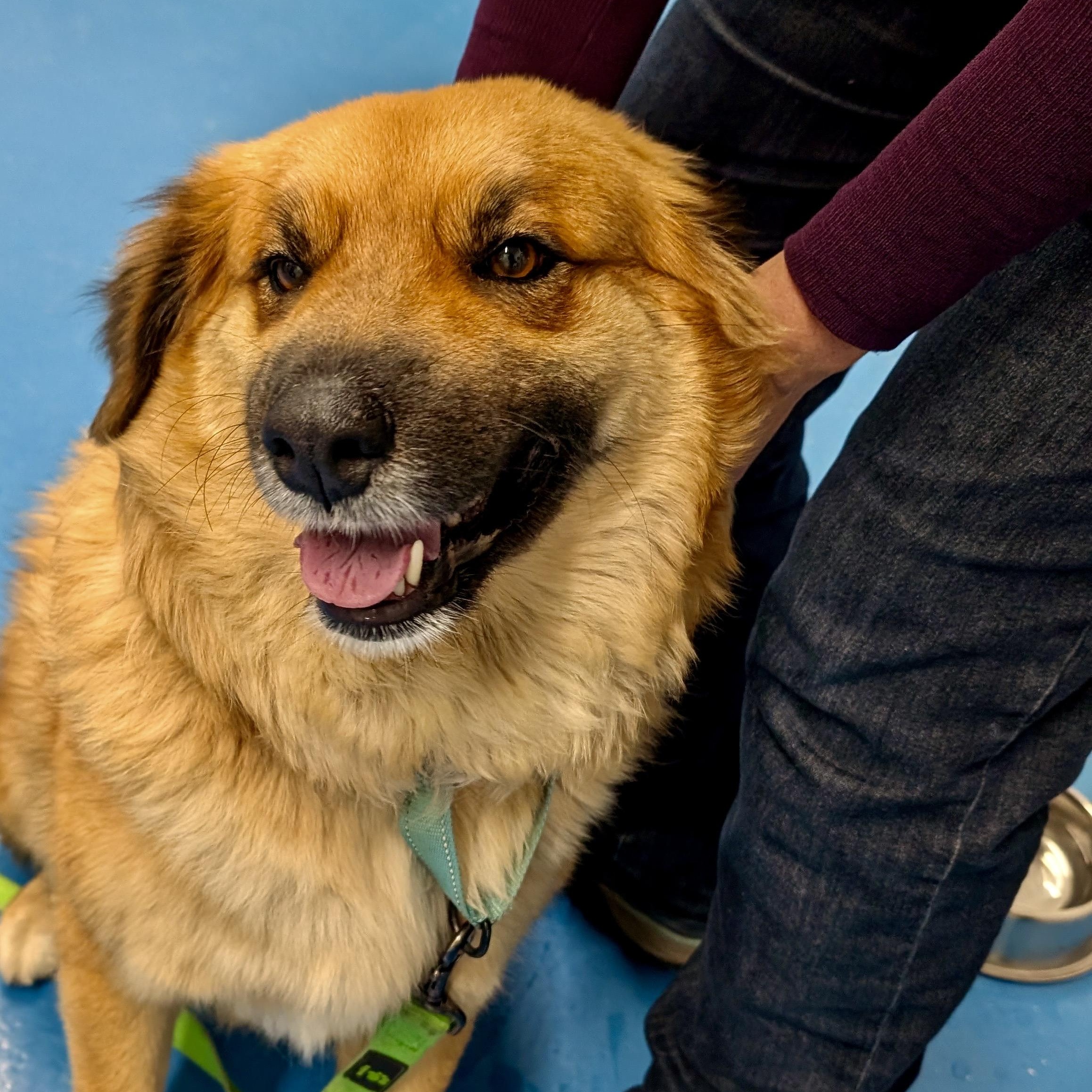 Enlarge Whisper, an adopted mixed breed in Toronto, ON image 2/5