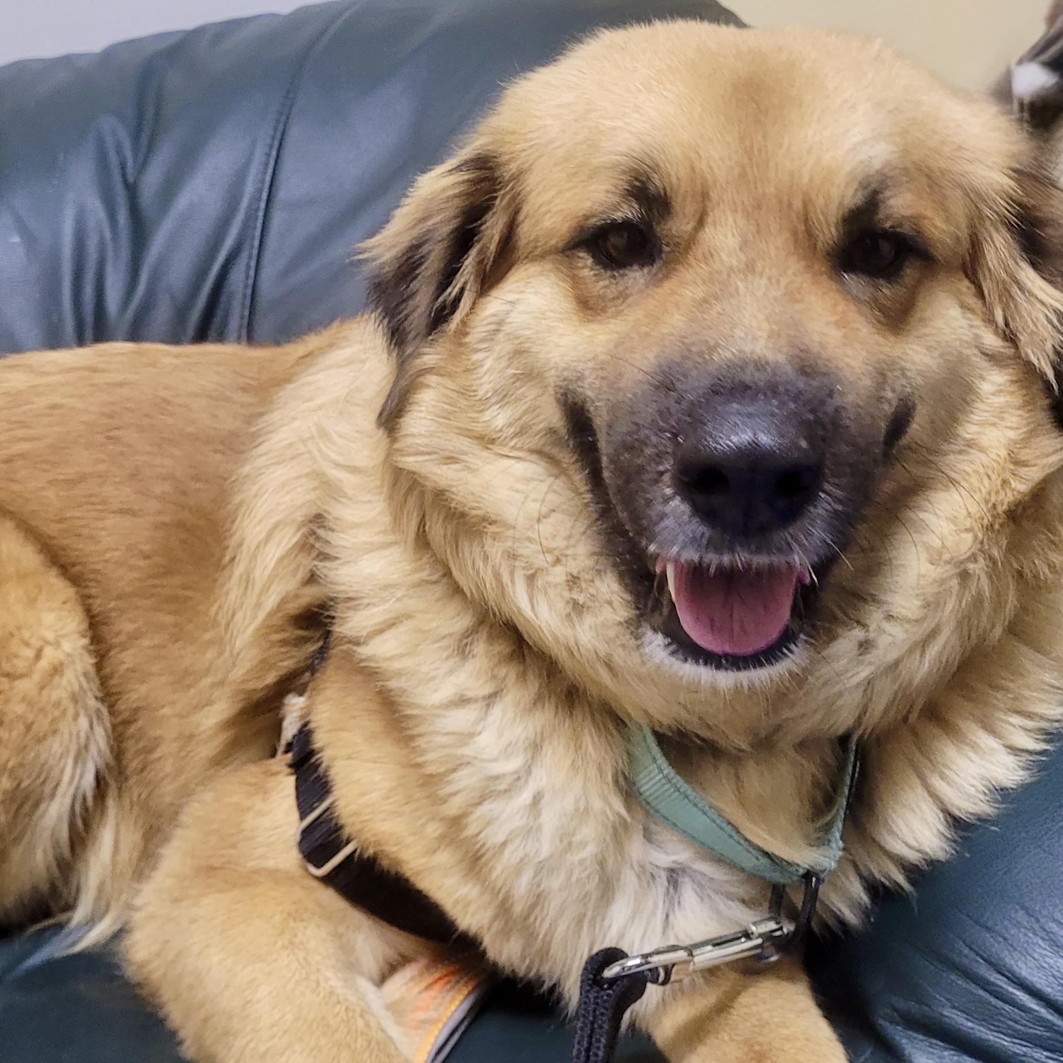 Enlarge Whisper, an adopted mixed breed in Toronto, ON image 3/5