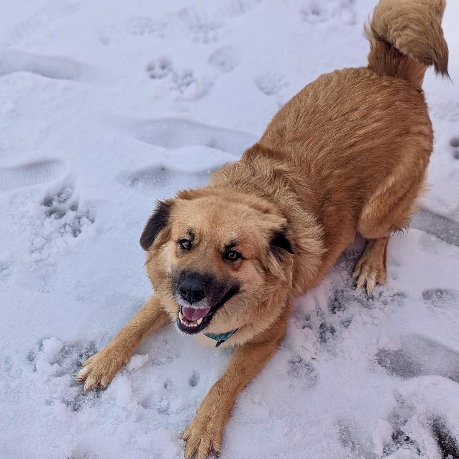 Enlarge Whisper, an adopted mixed breed in Toronto, ON image 5/5