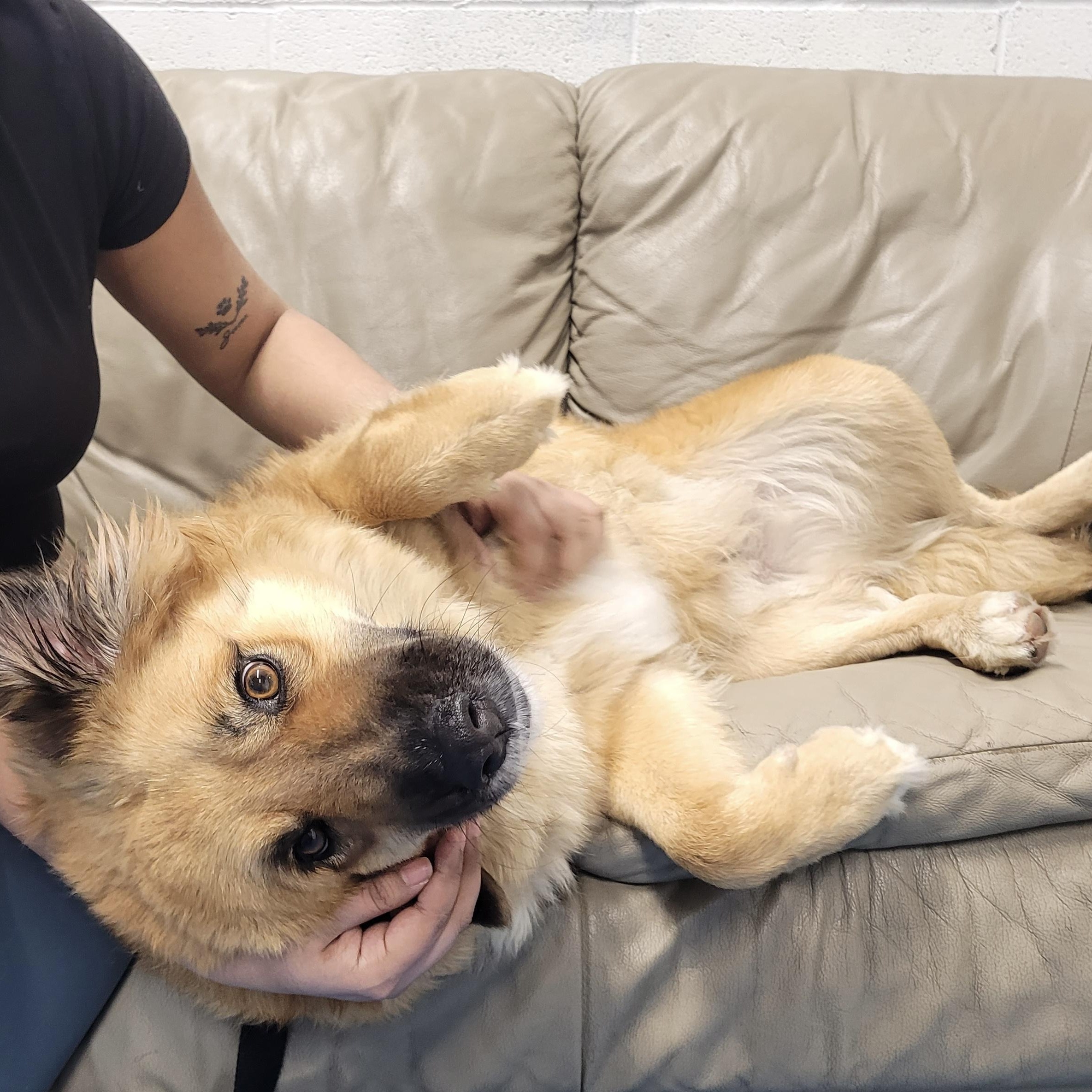 Enlarge Whisper, an adopted mixed breed in Toronto, ON image 4/5