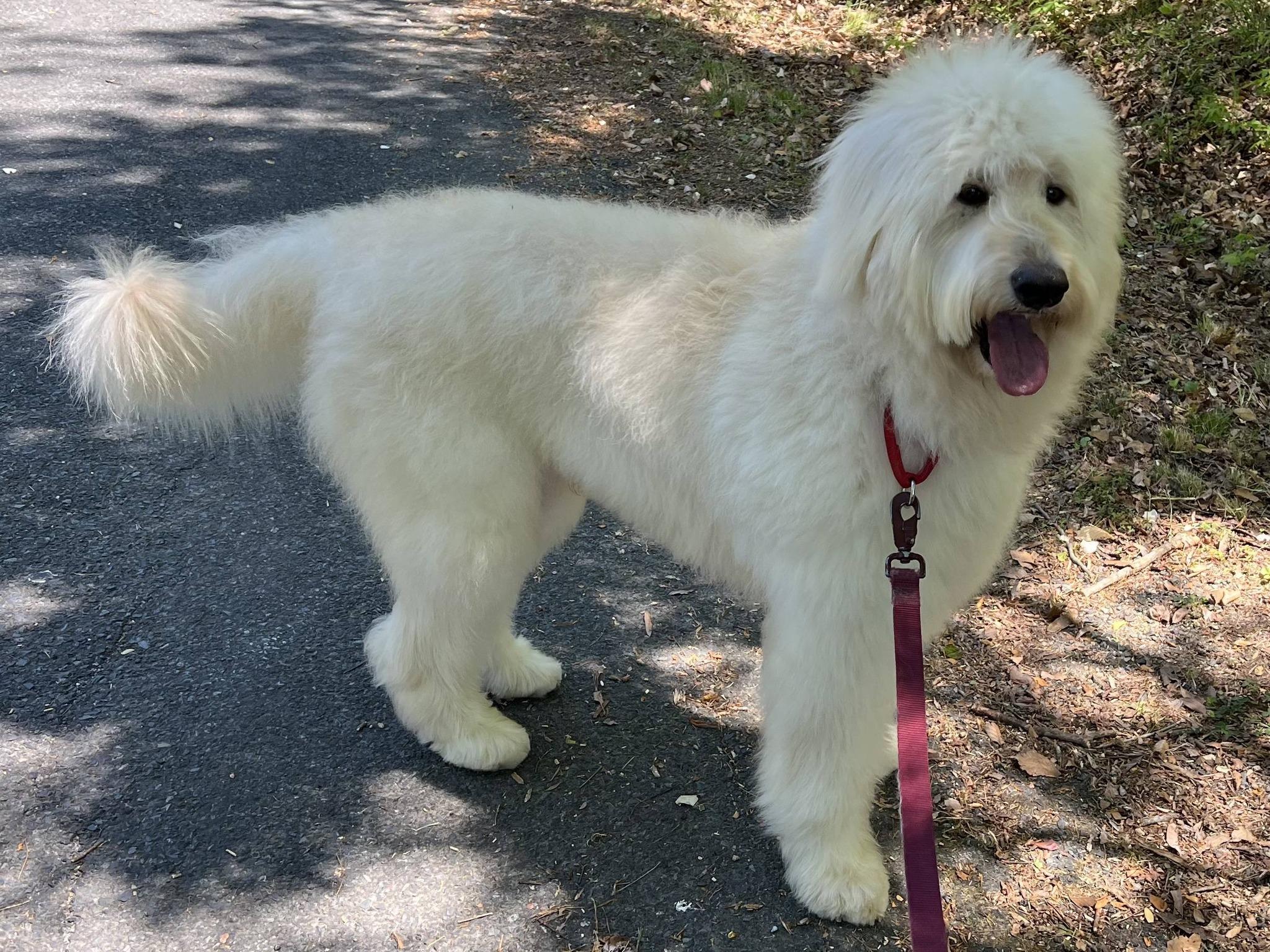 Enlarge Benny, a ADOPTABLE mixed breed in Mount Pleasant, NC image 2/4