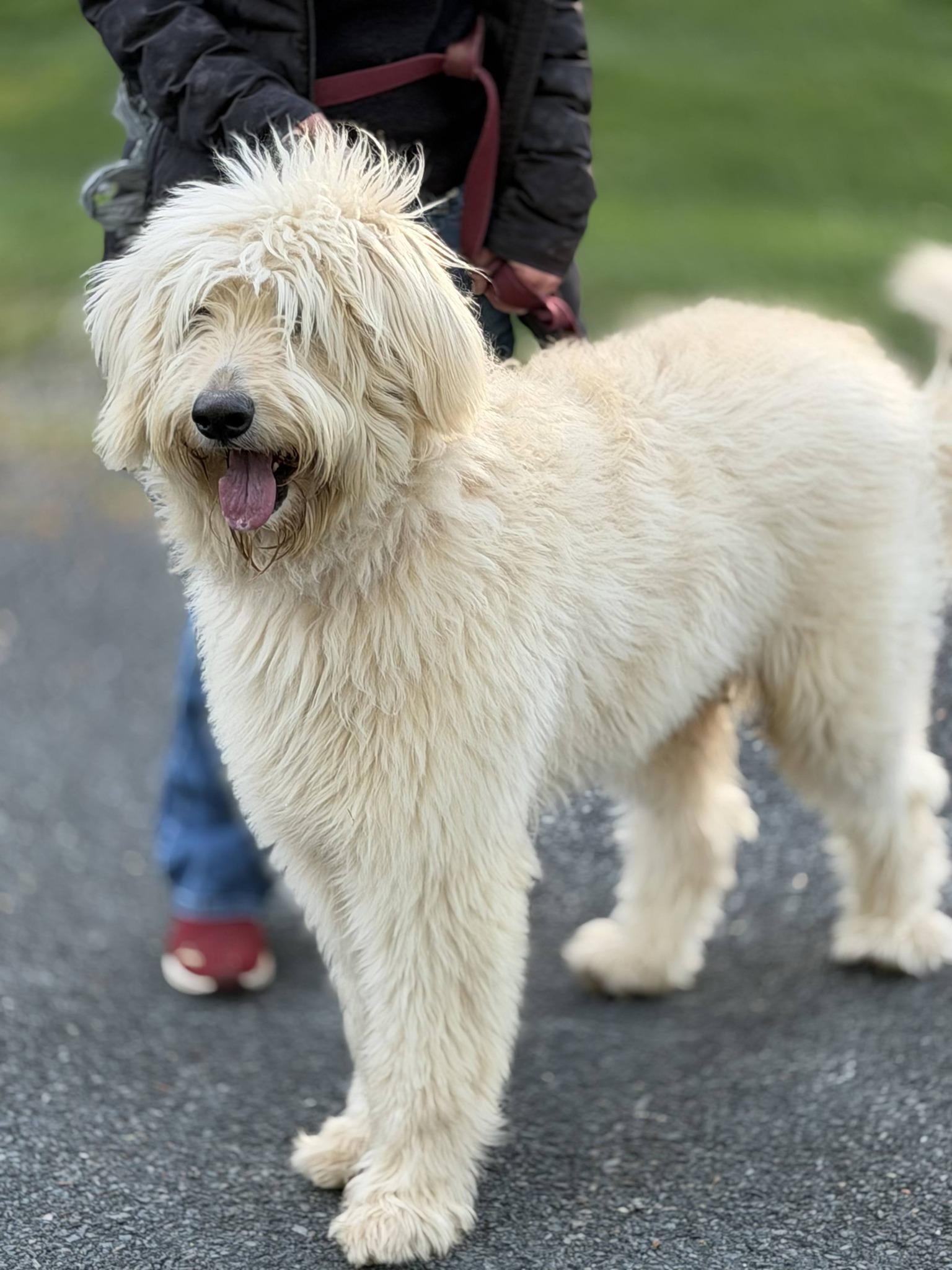 Enlarge Benny, a ADOPTABLE mixed breed in Mount Pleasant, NC image 4/4