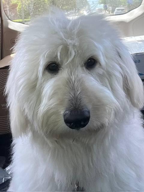 Enlarge Benny, a ADOPTABLE mixed breed in Mount Pleasant, NC image 3/4