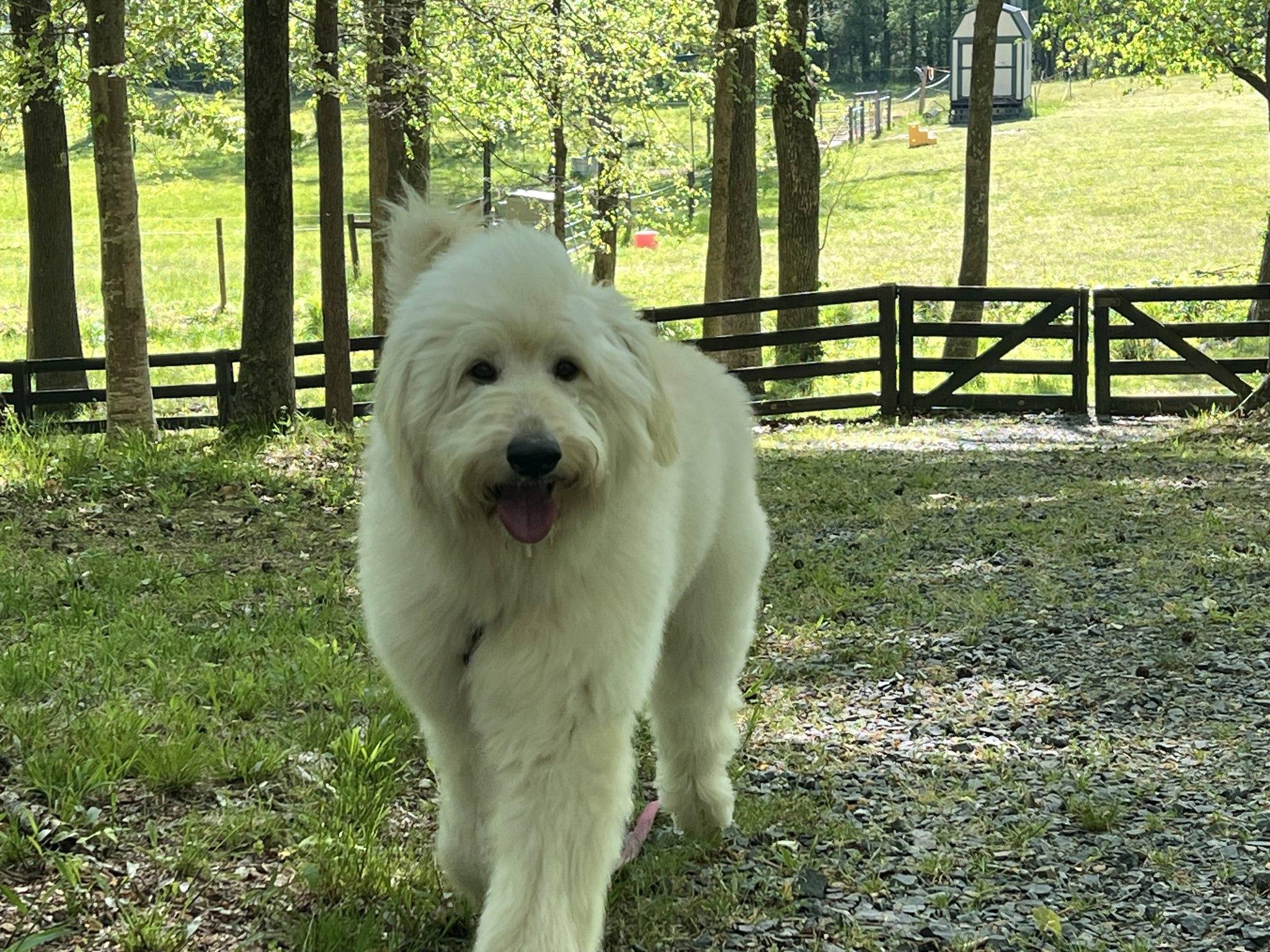 Benny, ADOPTABLE, Adult Male Great Pyrenees & Poodle.