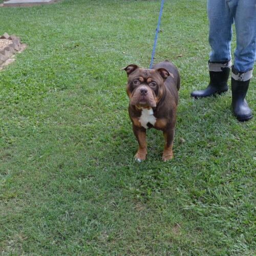 Dusse, Adoptable, Adult Male English Bulldog & French Bulldog.
