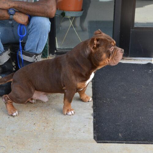 Enlarge Dusse, a Adoptable mixed breed in Jackson, LA image 2/4