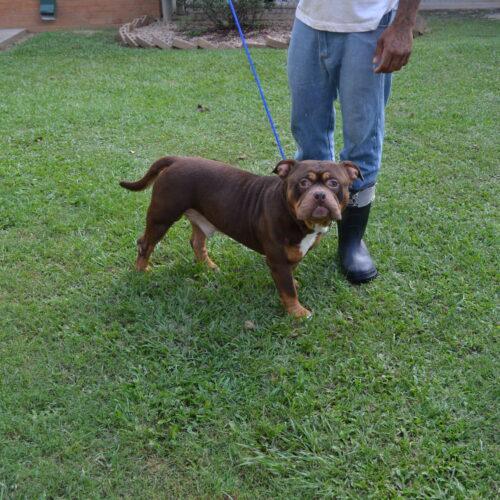 Enlarge Dusse, a Adoptable mixed breed in Jackson, LA image 3/4