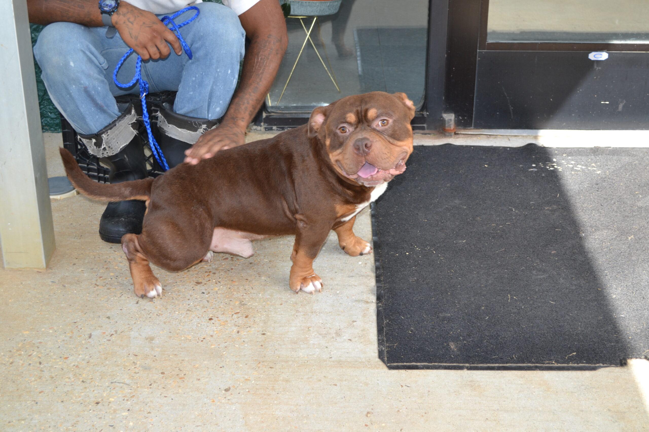 Enlarge Dusse, a Adoptable mixed breed in Jackson, LA image 4/4