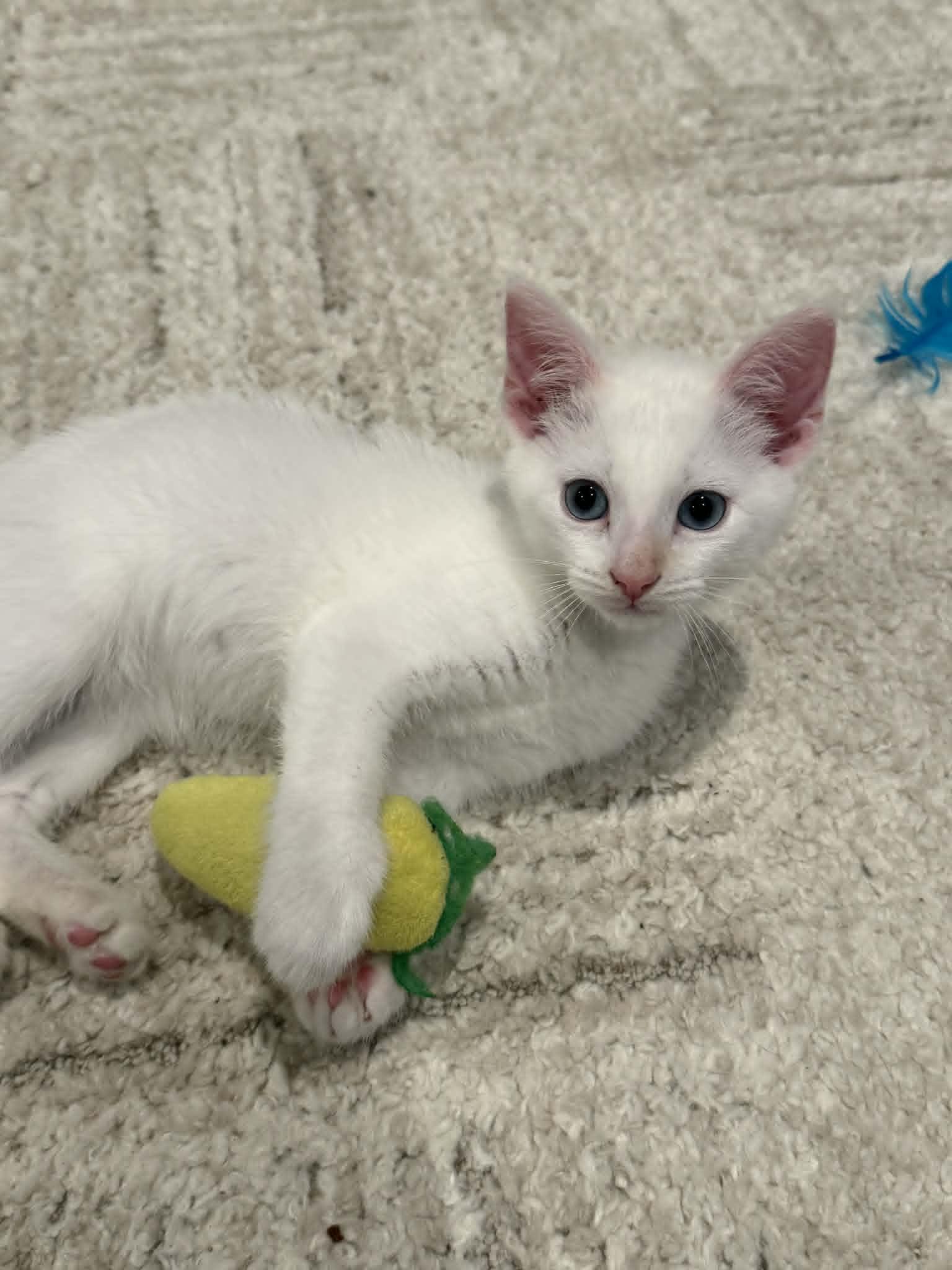 Pico, an adopted Siamese in Overland Park, KS image 1/4