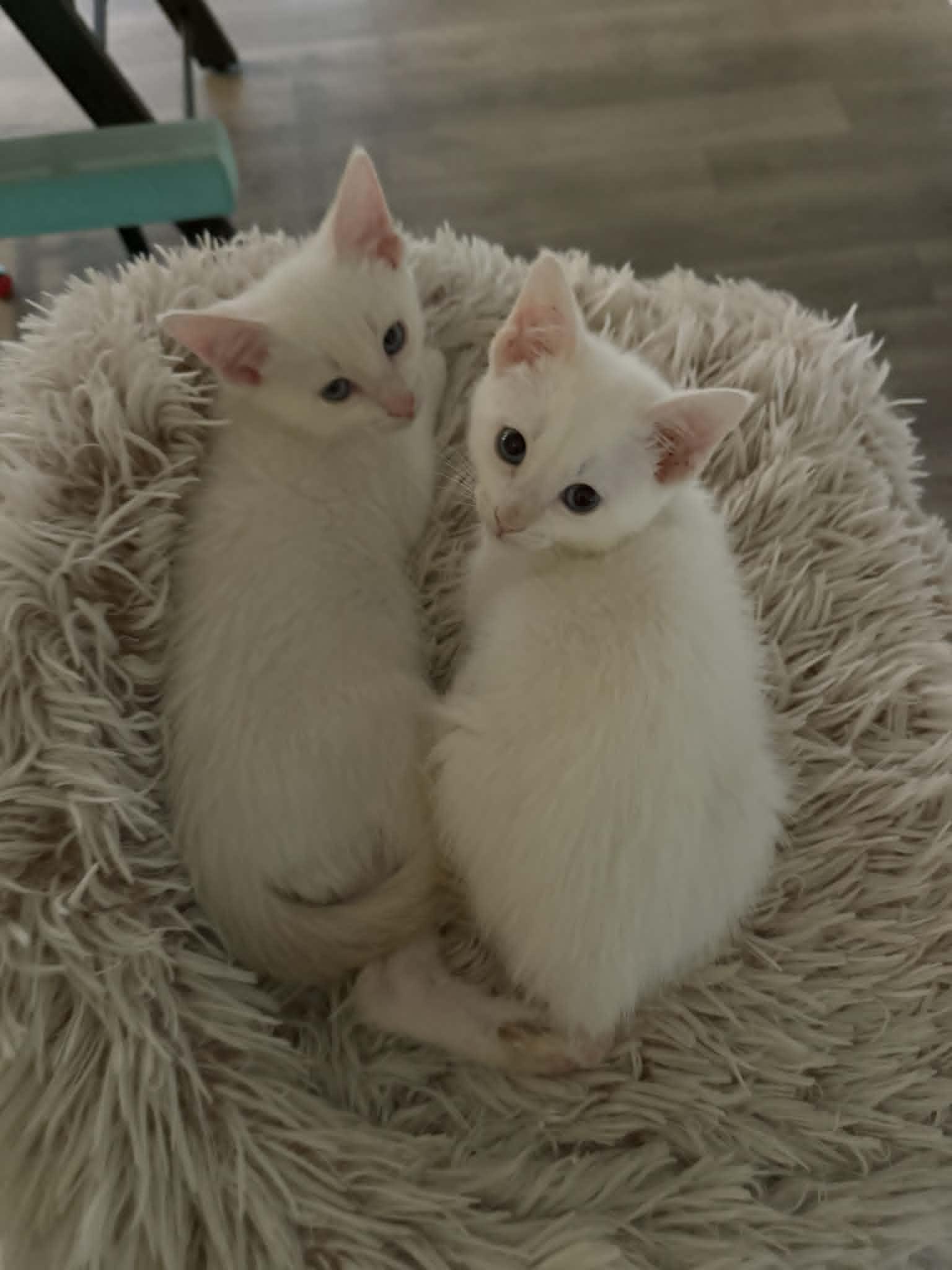 Pico, an adopted Siamese in Overland Park, KS image 2/4