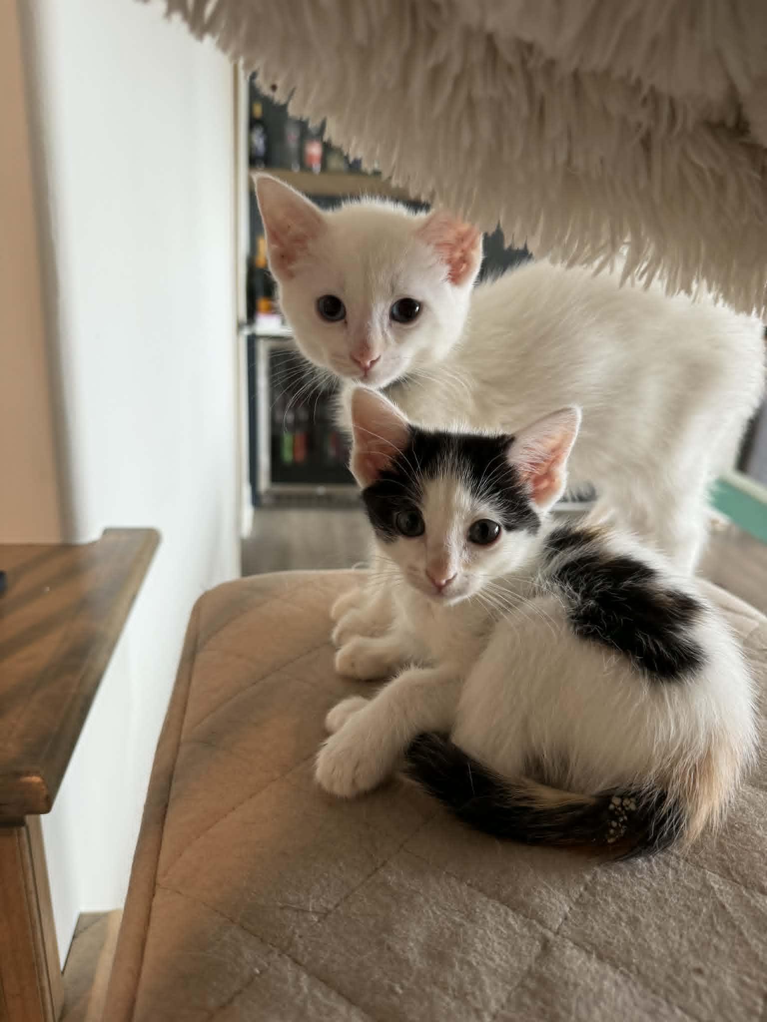 Pico, an adopted Siamese in Overland Park, KS image 4/4