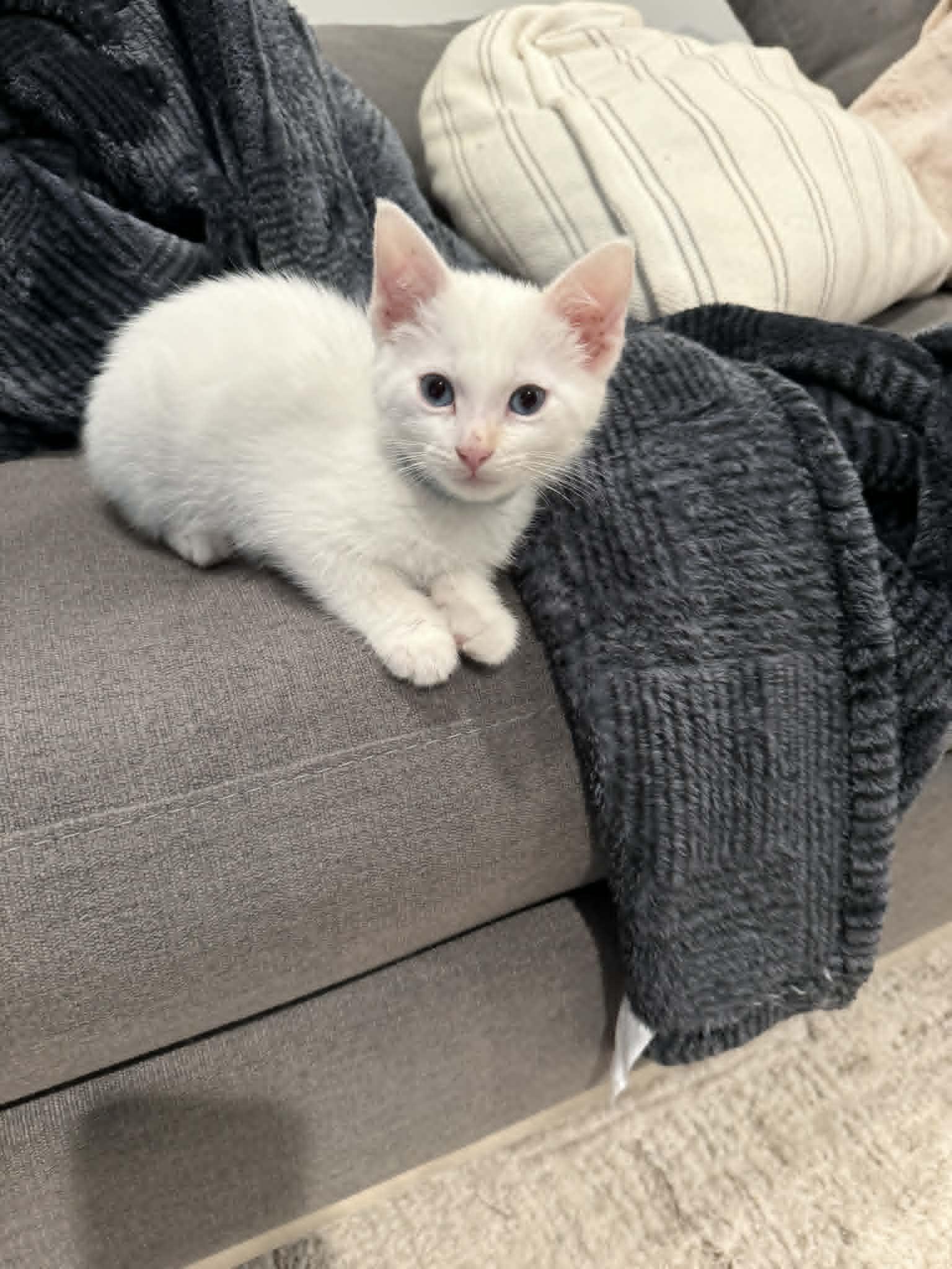 Pico, an adopted Siamese in Overland Park, KS image 3/4