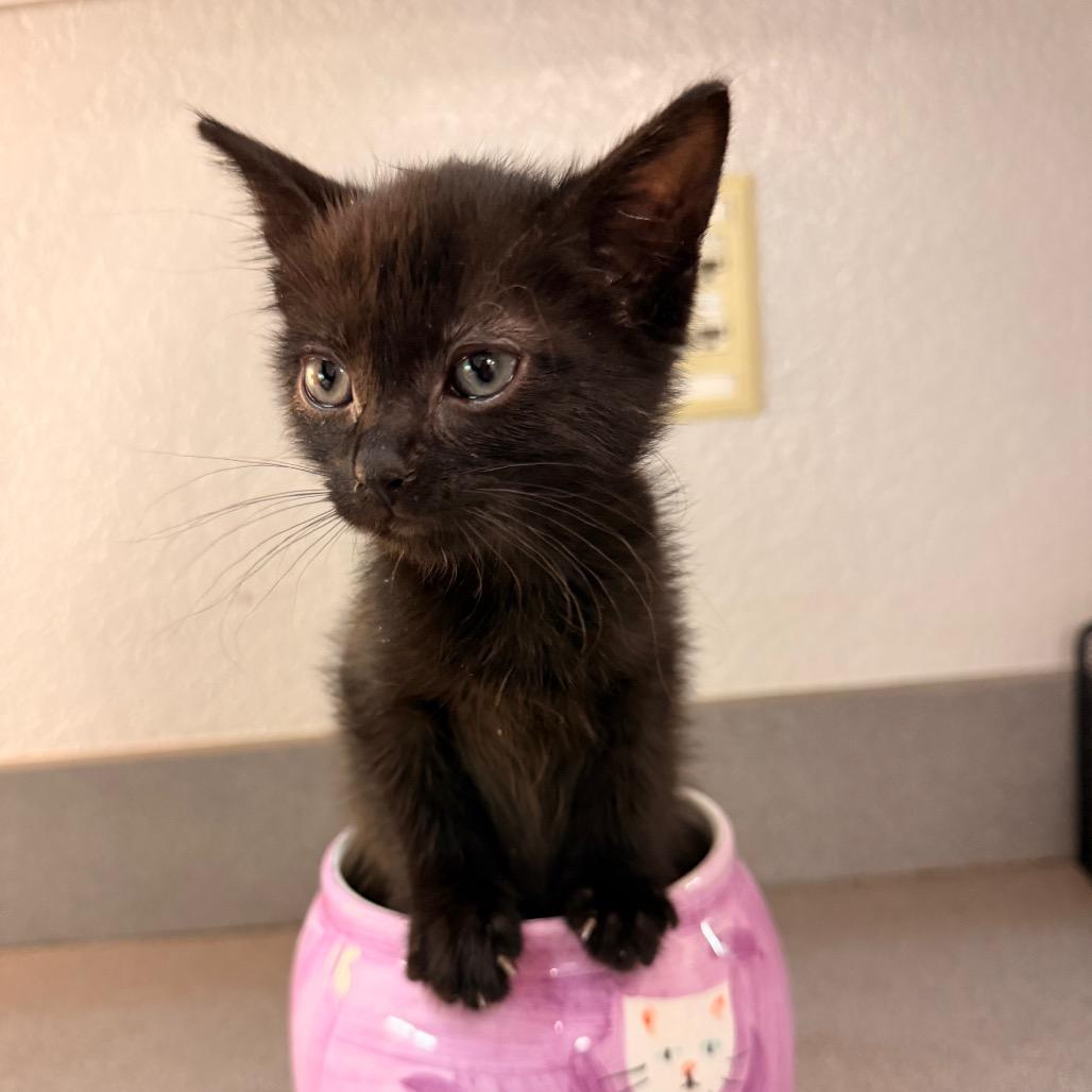Enlarge Squidward, a Adoptable Domestic Medium Hair in Commerce City, CO image 1/6