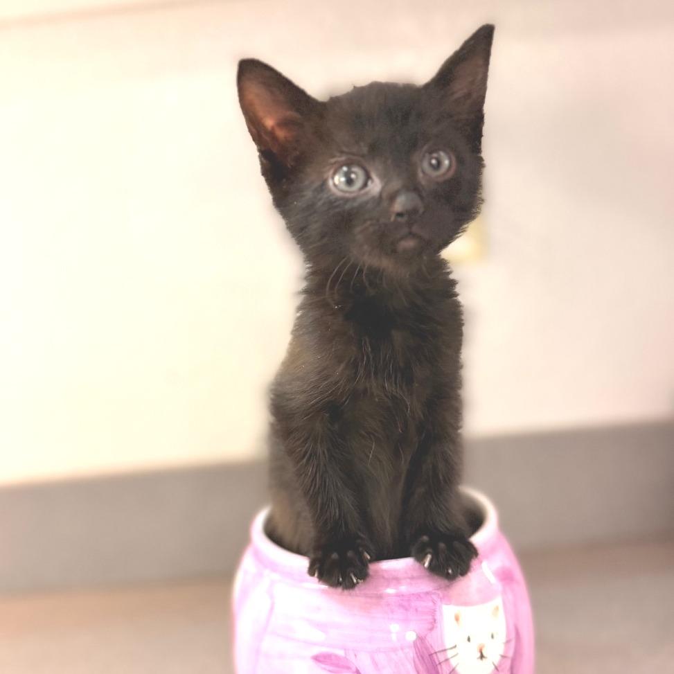 Enlarge Squidward, a Adoptable Domestic Medium Hair in Commerce City, CO image 2/6
