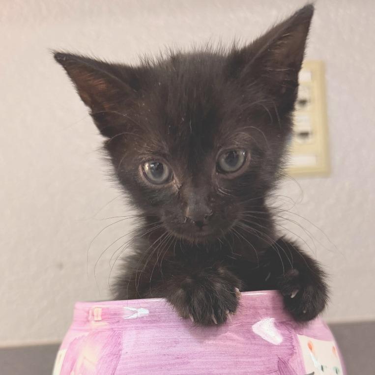 Enlarge Squidward, a Adoptable Domestic Medium Hair in Commerce City, CO image 3/6