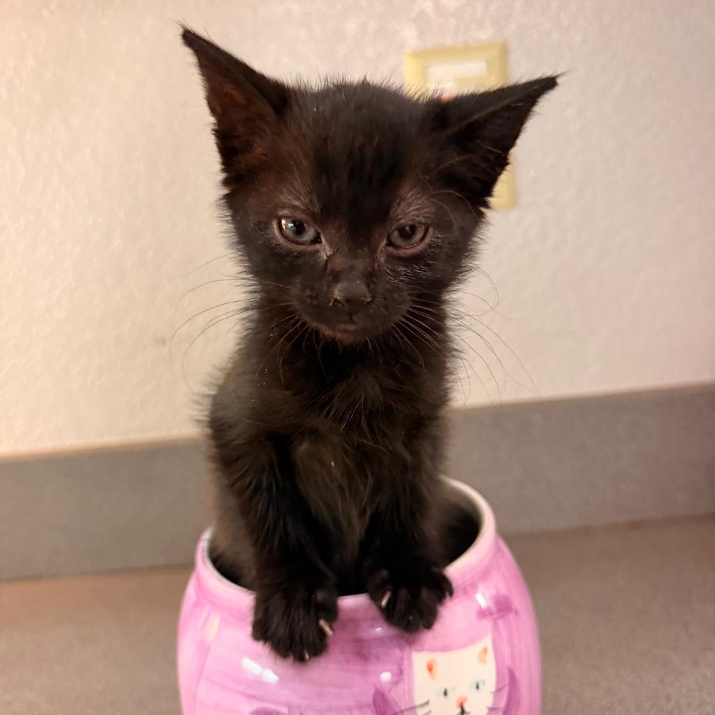 Enlarge Squidward, a Adoptable Domestic Medium Hair in Commerce City, CO image 4/6