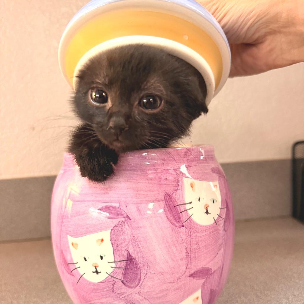 Enlarge Squidward, a Adoptable Domestic Medium Hair in Commerce City, CO image 5/6
