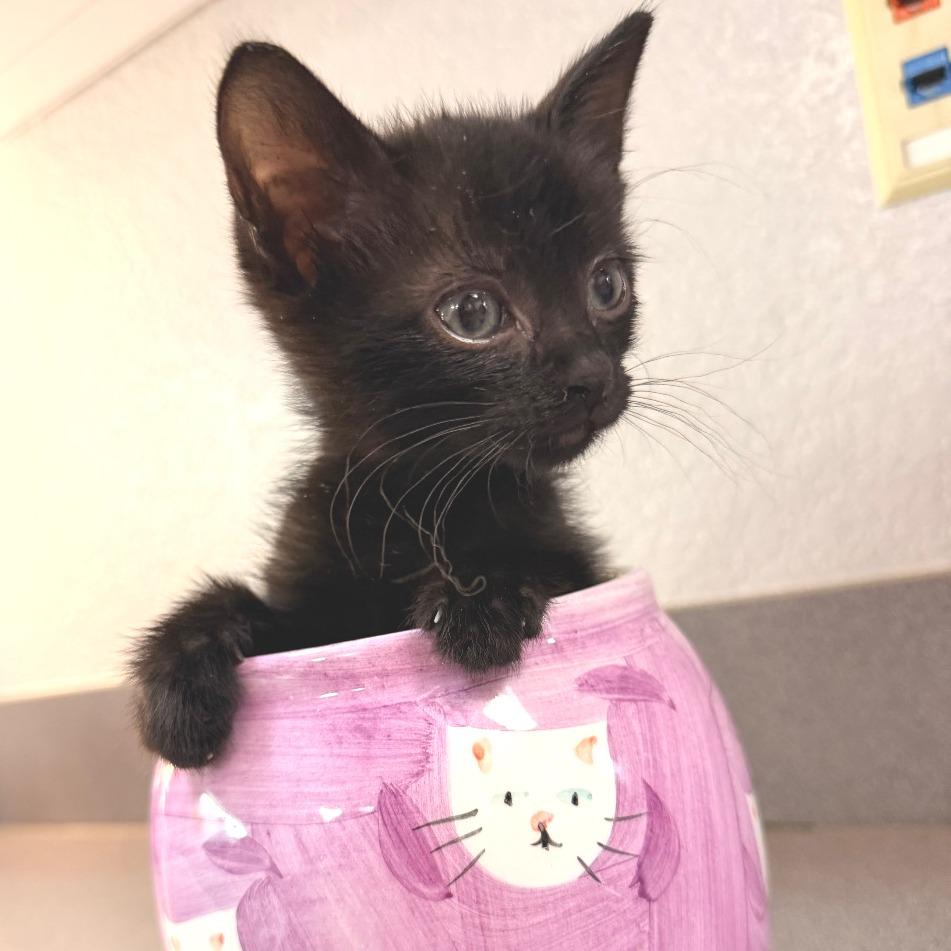 Enlarge Squidward, a Adoptable Domestic Medium Hair in Commerce City, CO image 6/6