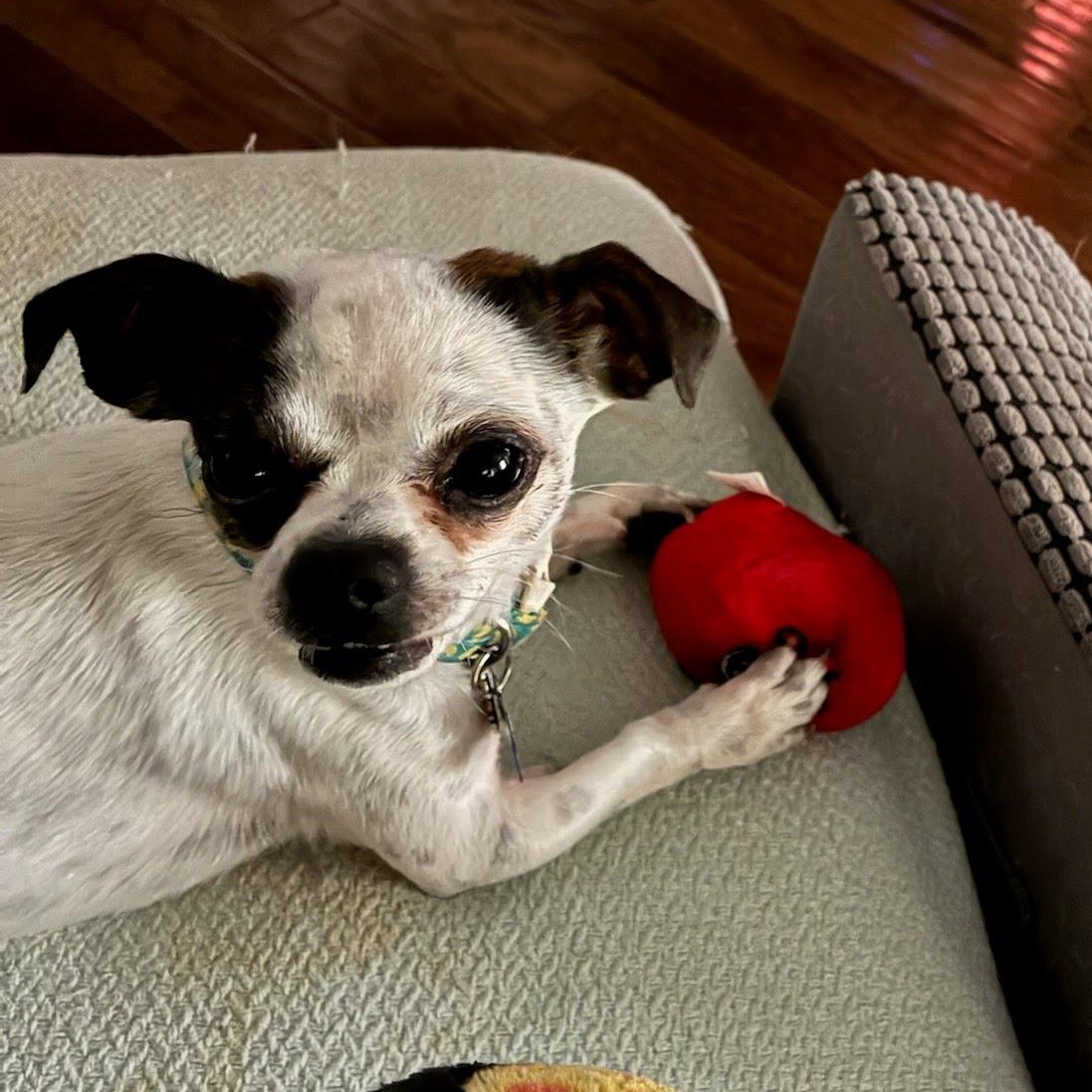 Percy, an adopted mixed breed in St. George, UT image 3/4