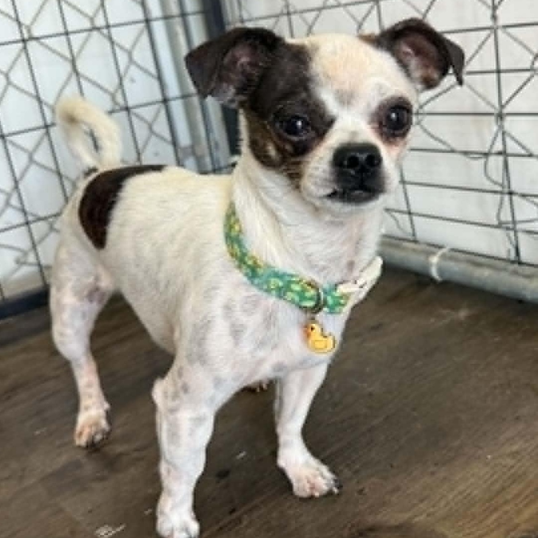 Percy, an adopted mixed breed in St. George, UT image 1/4