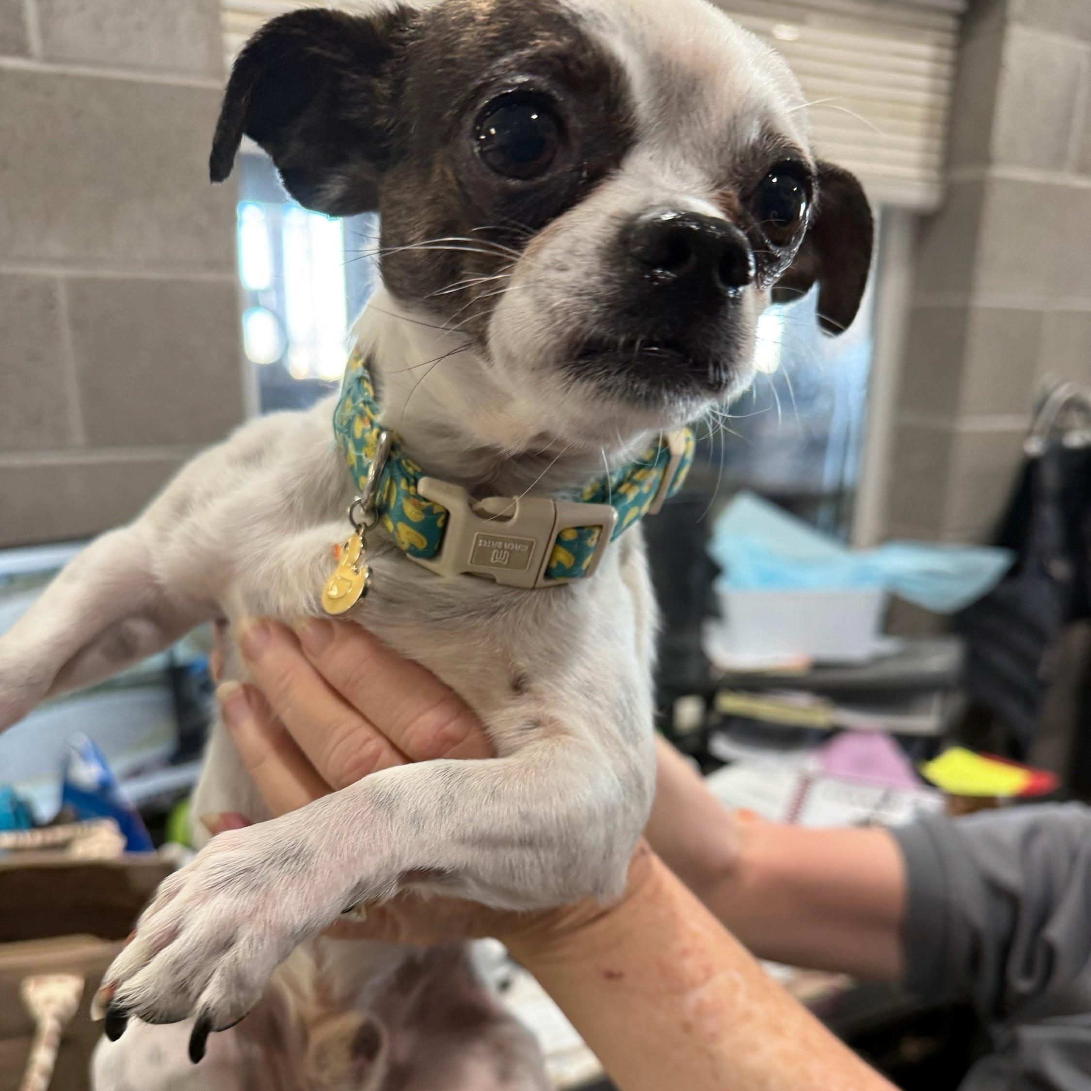Percy, an adopted mixed breed in St. George, UT image 2/4
