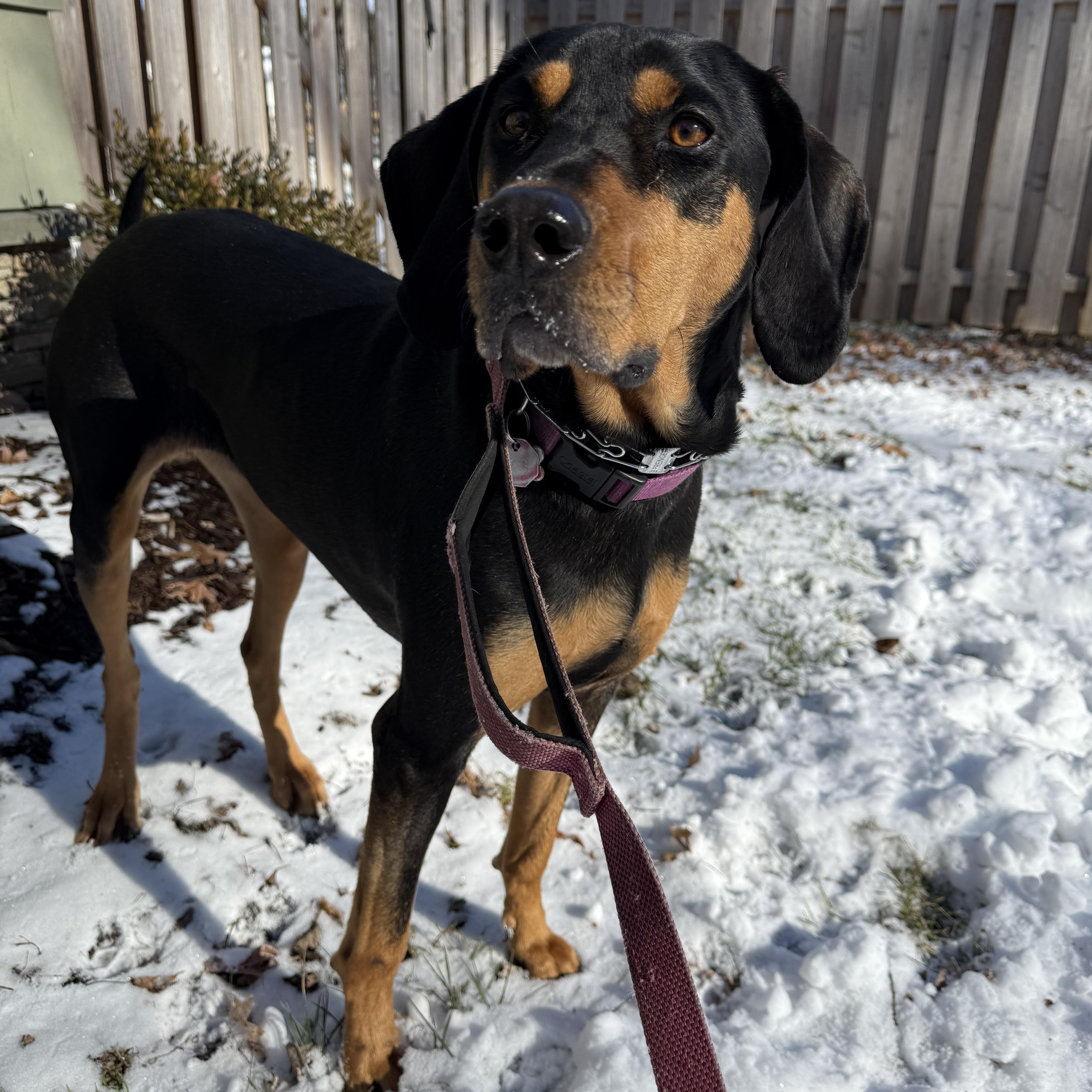 Enlarge Peggy Sue, a Adoptable Coonhound in Far Hills, NJ image 3/5