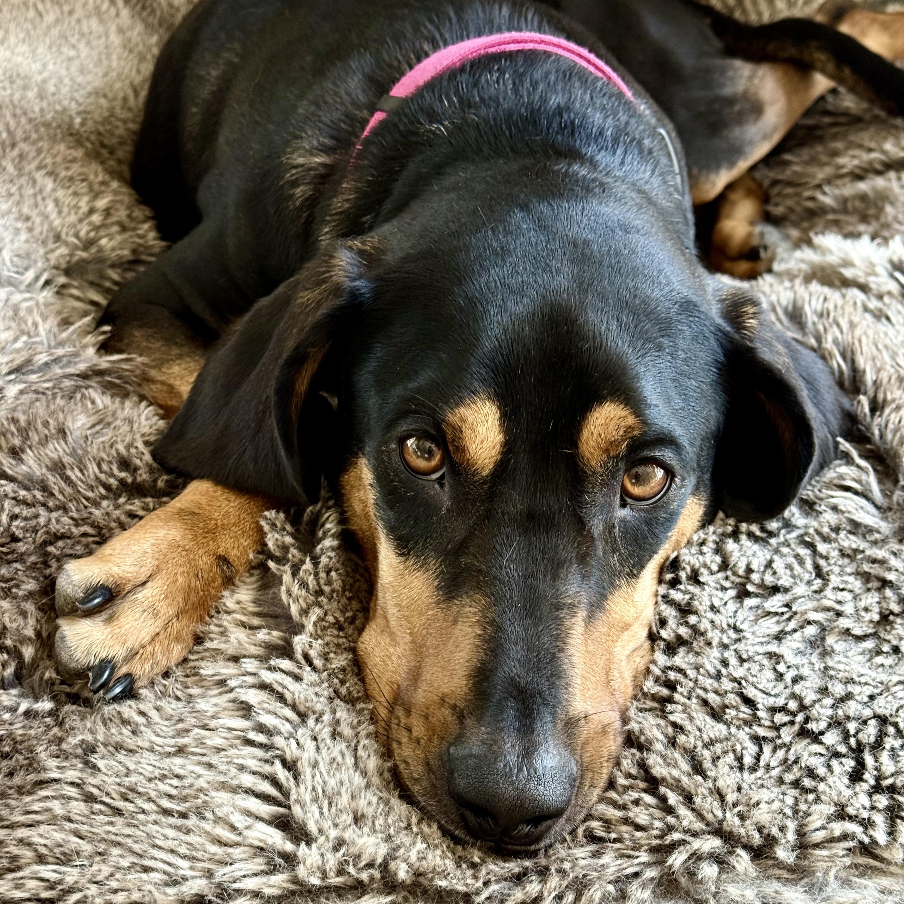 Enlarge Peggy Sue, a Adoptable Coonhound in Far Hills, NJ image 2/5