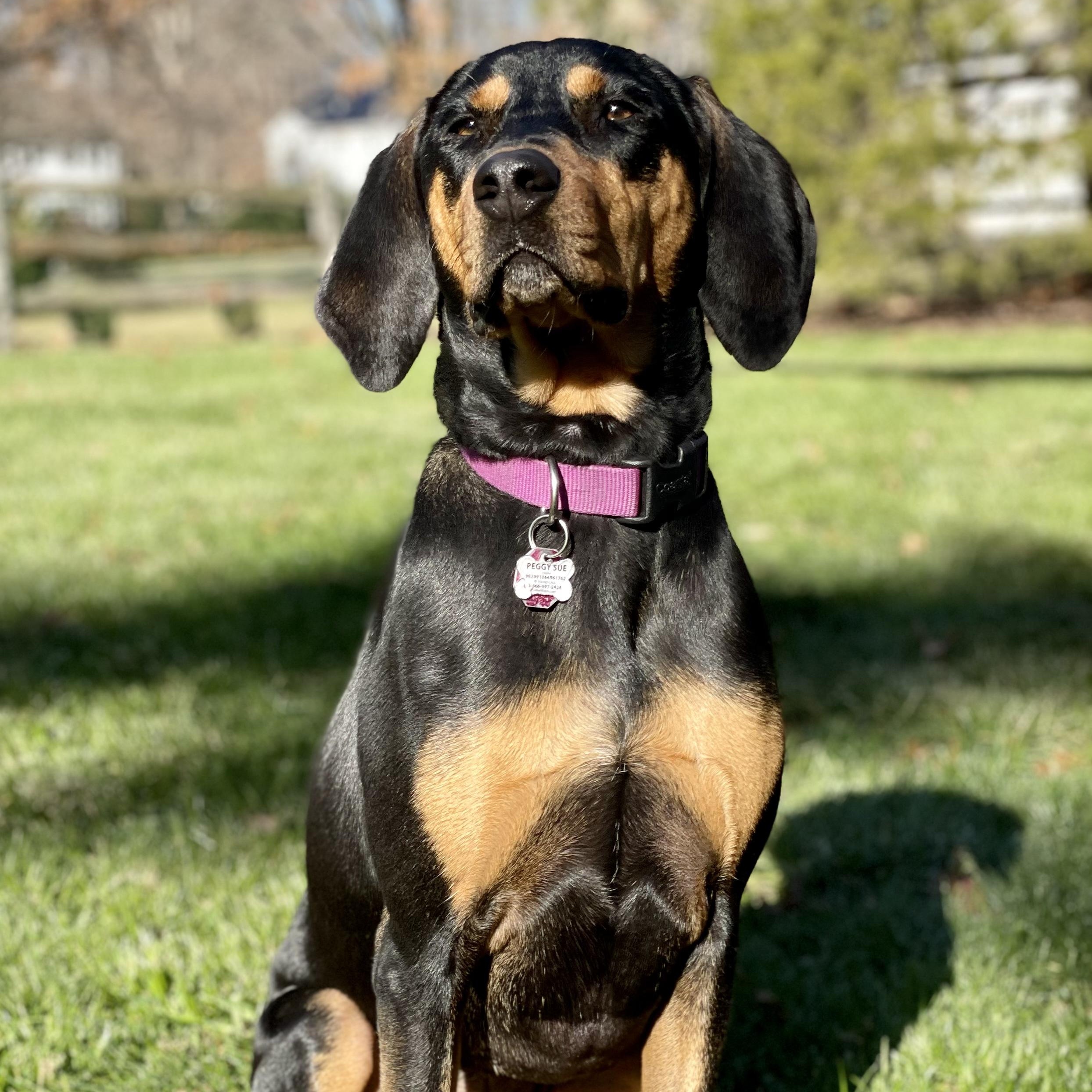 Peggy Sue, Adoptable, Adult Female Coonhound.