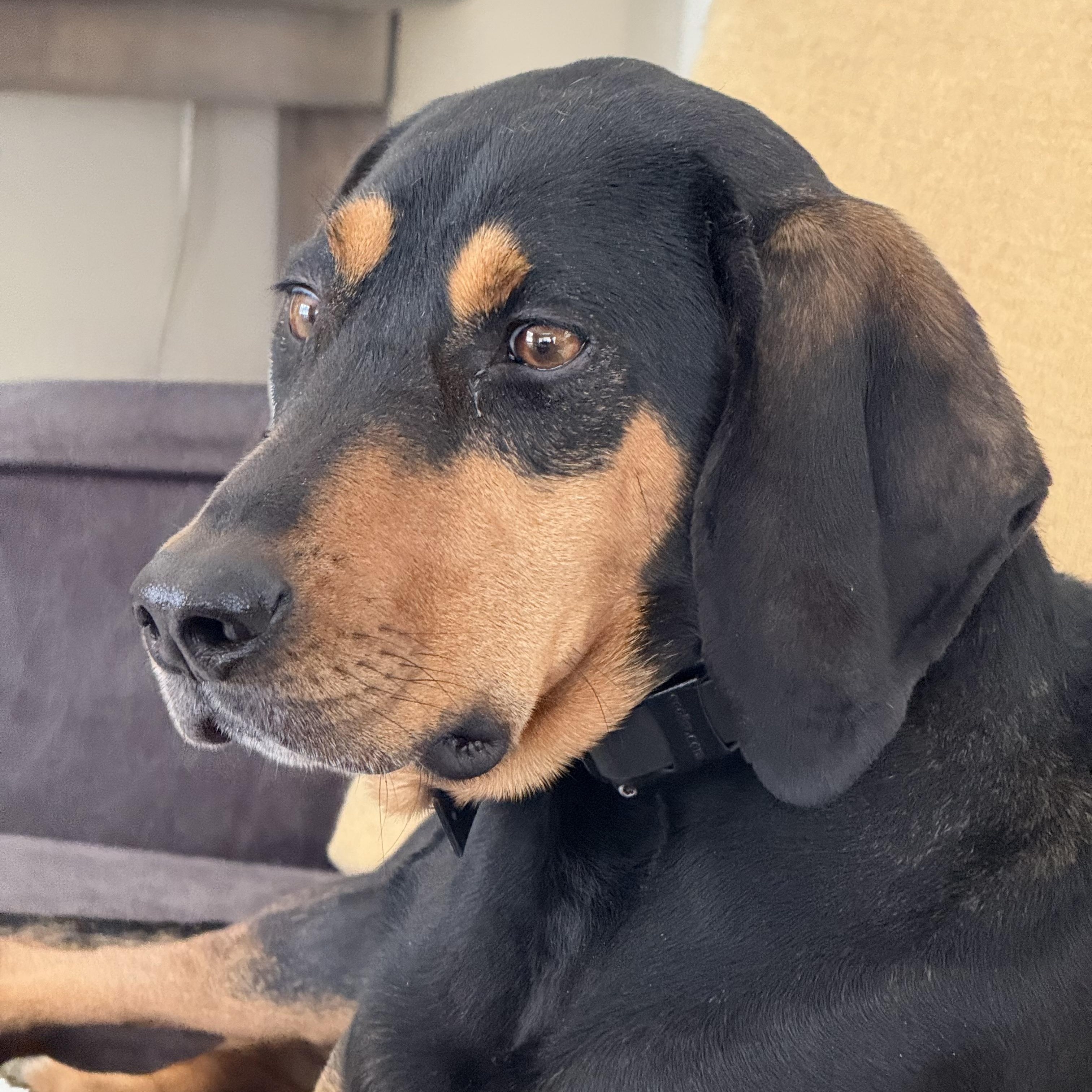 Enlarge Peggy Sue, a Adoptable Coonhound in Far Hills, NJ image 4/5