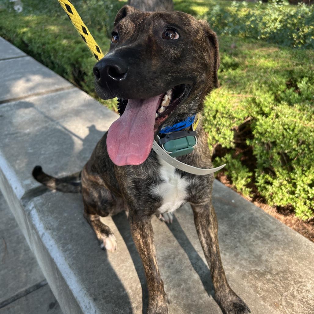 Enlarge Jake, a Adoptable mixed breed in Okmulgee, OK image 2/5