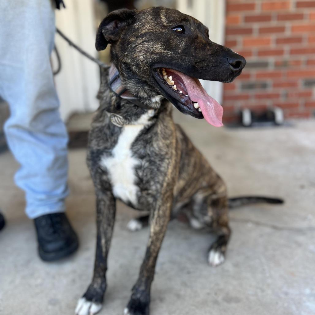 Jake, Adoptable, Adult Male Plott Hound & Mixed Breed.