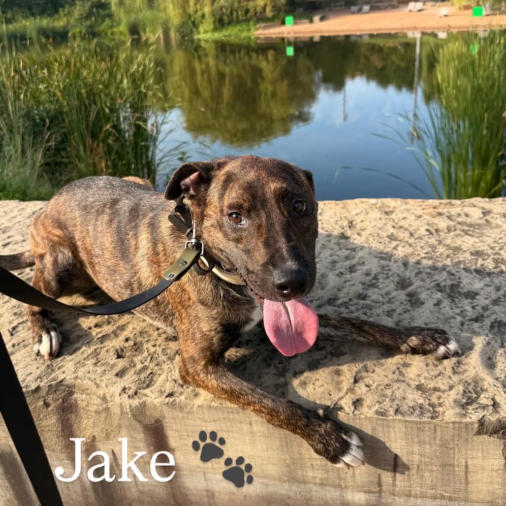 Enlarge Jake, a Adoptable mixed breed in Okmulgee, OK image 4/5
