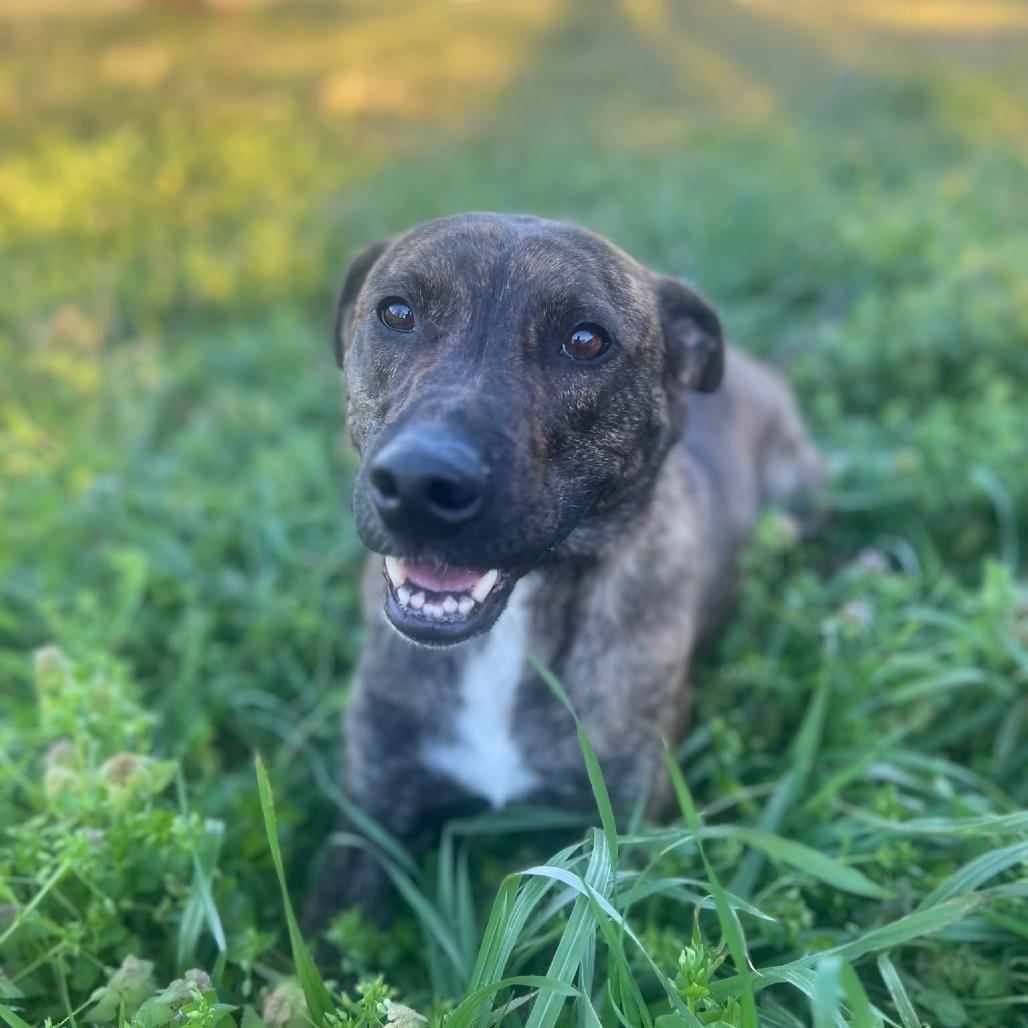Enlarge Jake, a Adoptable mixed breed in Okmulgee, OK image 5/5
