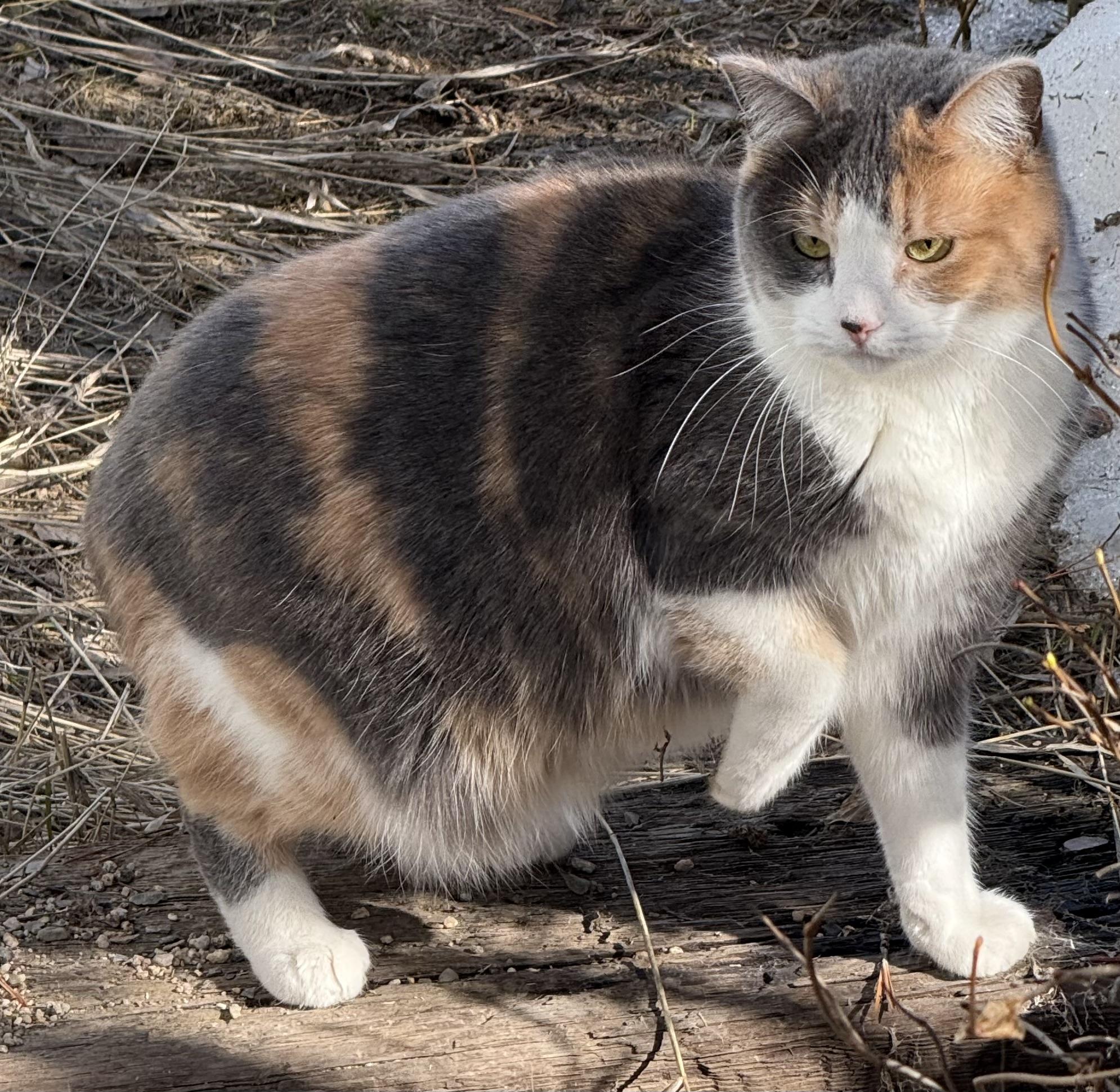 Enlarge DeeDee/Cushy Shop or Barn Cat Candidate, a Adoptable Domestic Short Hair in Butte, MT image 4/4