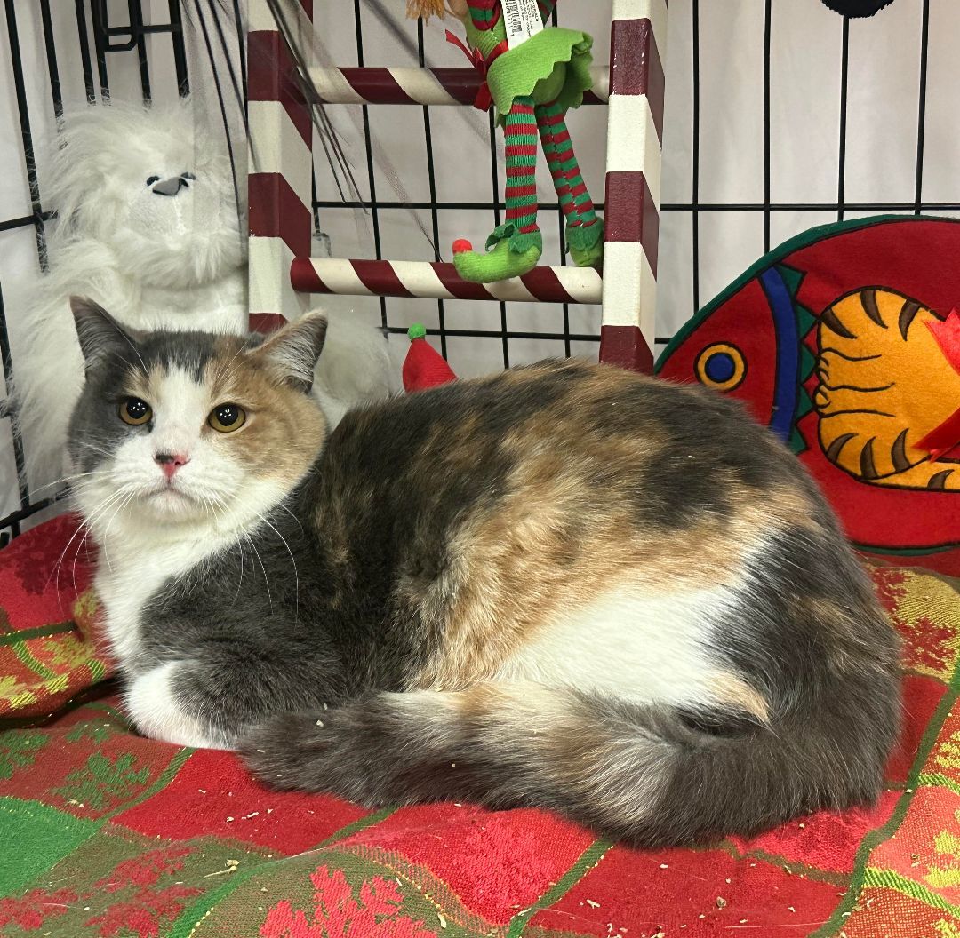 DeeDee/Cushy Shop or Barn Cat Candidate, Adoptable, Young Female Domestic Short Hair.