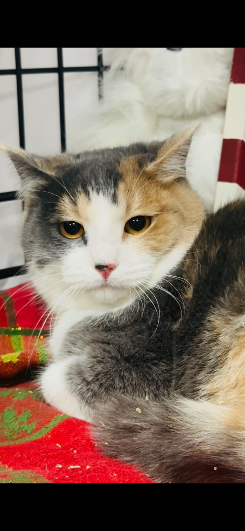 Enlarge DeeDee/Cushy Shop or Barn Cat Candidate, a Adoptable Domestic Short Hair in Butte, MT image 3/4