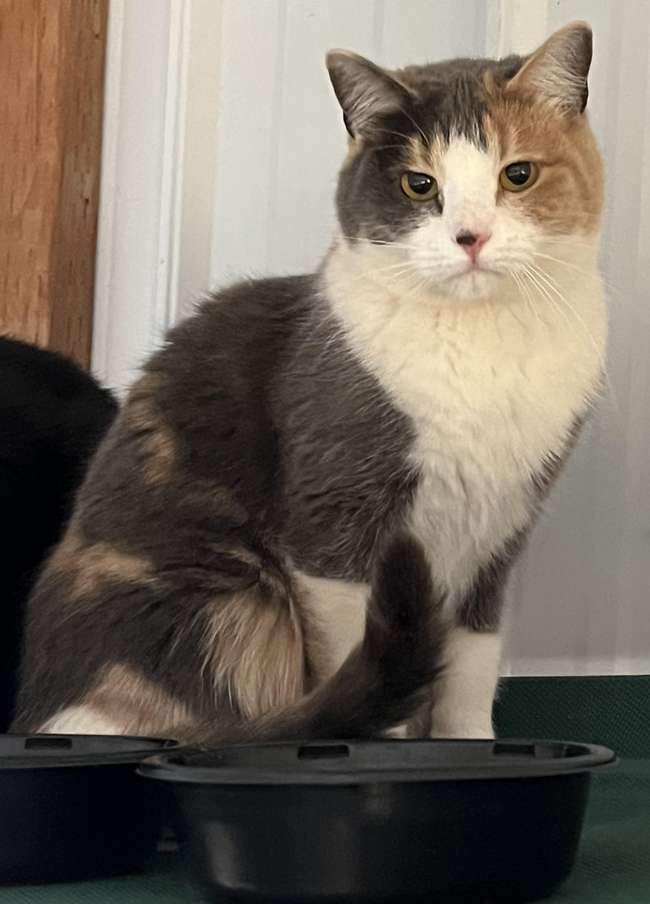 Enlarge DeeDee/Cushy Shop or Barn Cat Candidate, a Adoptable Domestic Short Hair in Butte, MT image 2/4