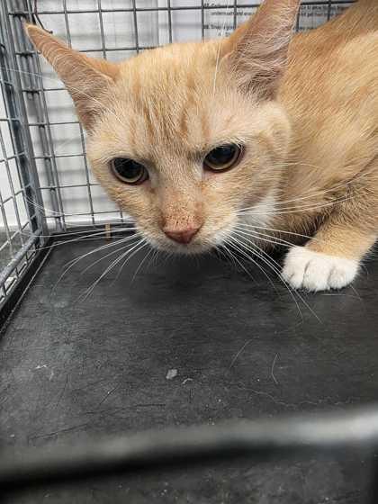 Fuego, Adoptable, Young Male Domestic Short Hair & Domestic Short Hair.